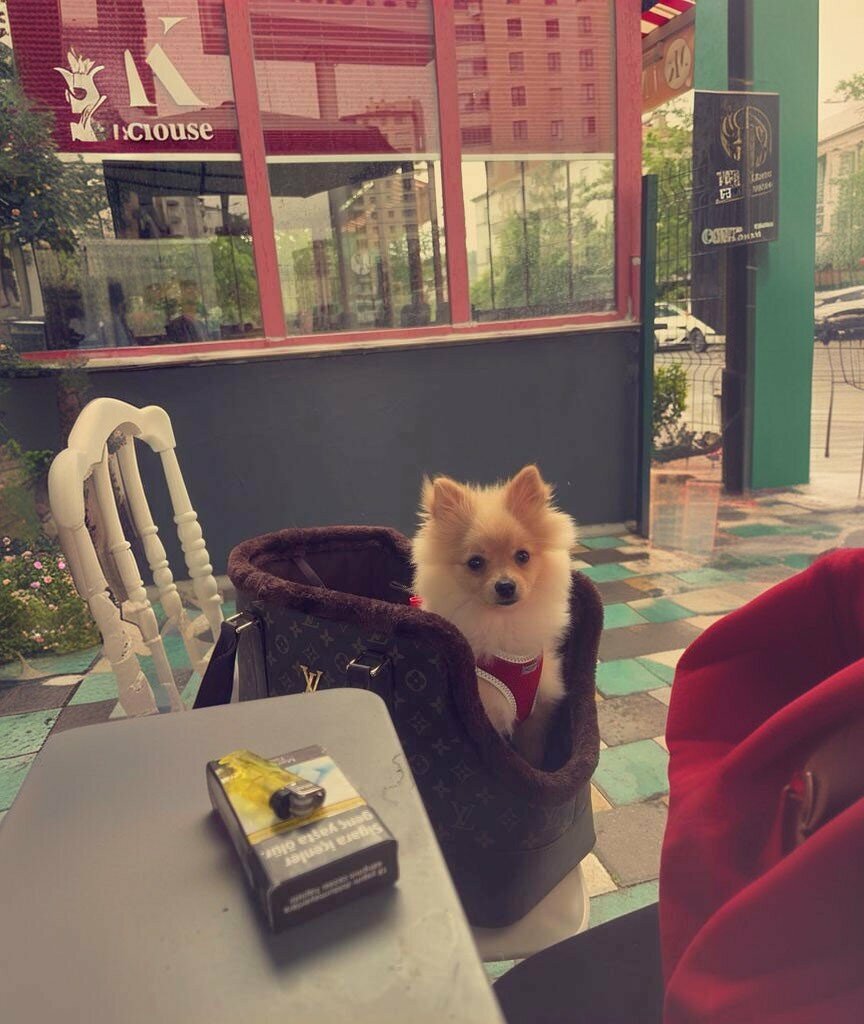 Veterinary clinic Atlas Veterinary Clinic, Talas, photo