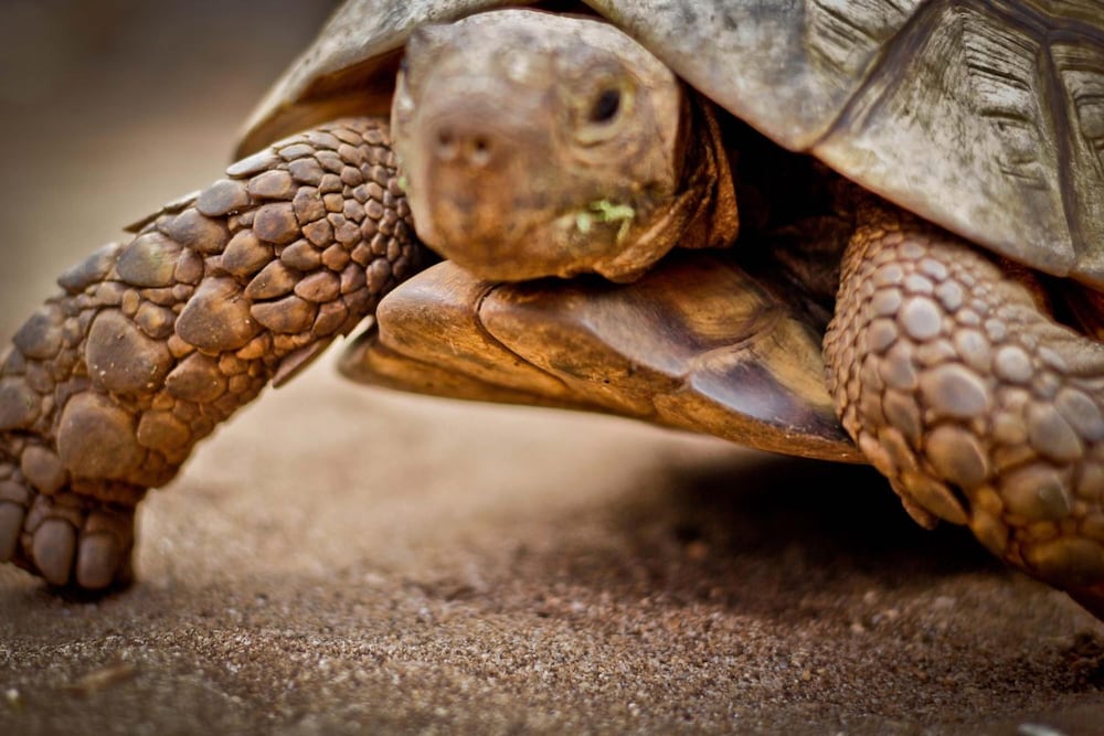 Фото Samaki Lodge