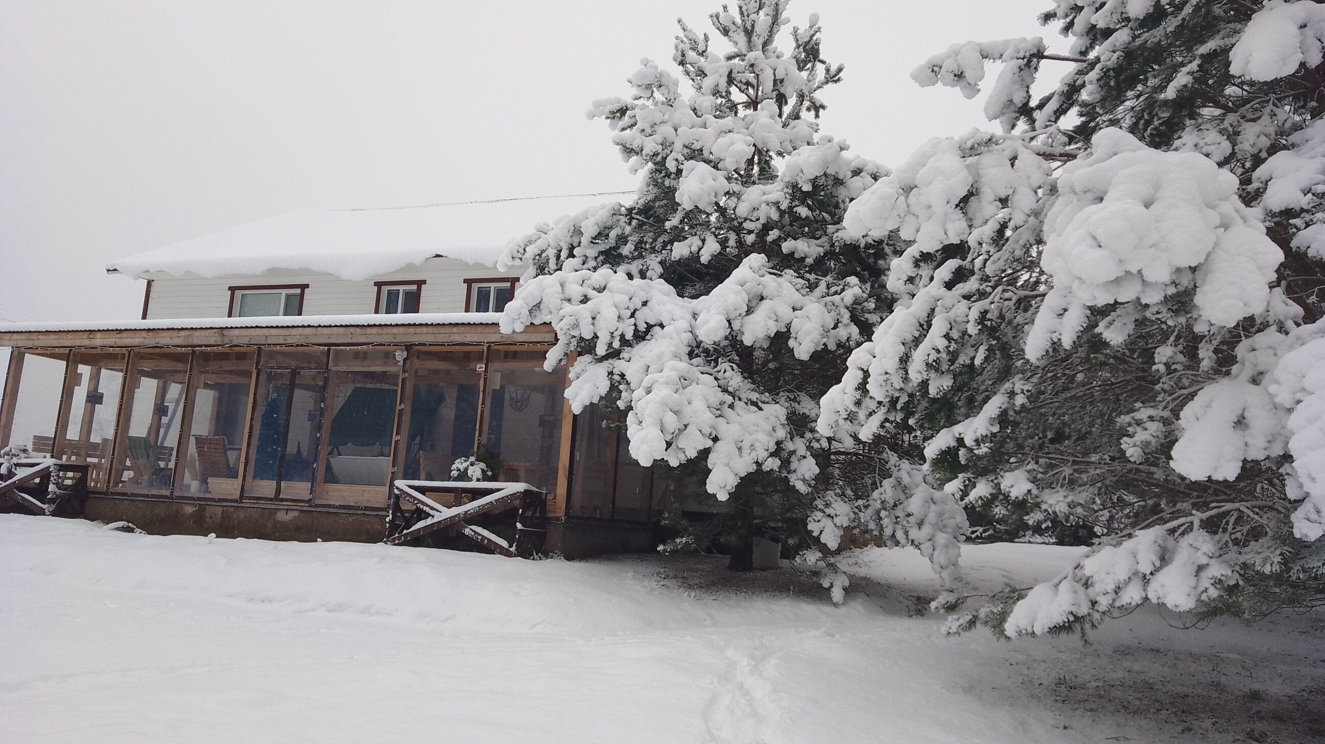 Фото Хитрый Лис