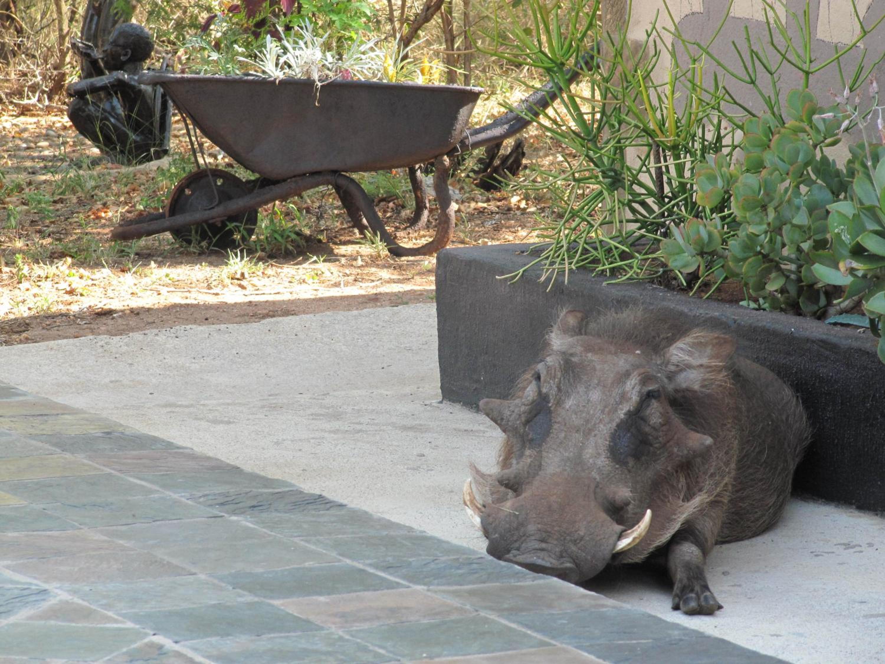 Фото African Rock Lodge