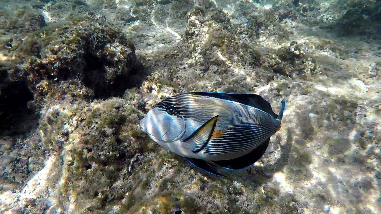 Фото Swissotel Sharm El Sheikh All-Inclusive Collection Resort