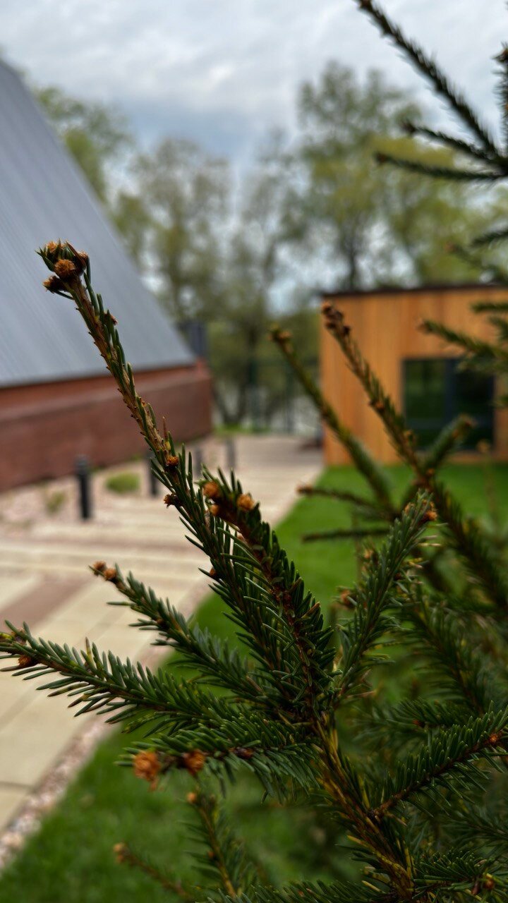 Фото Лесная Резиденция