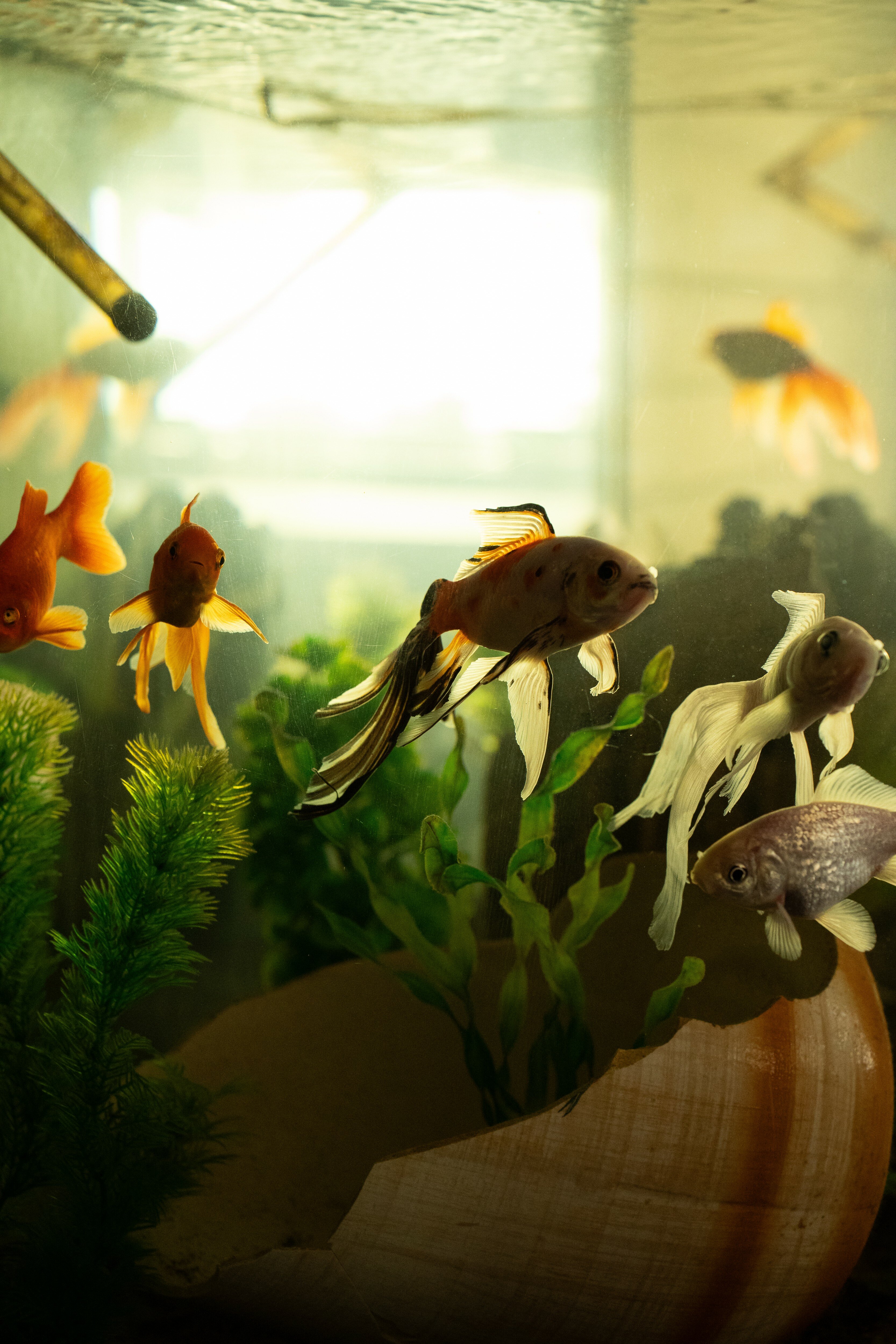 Фото Rodnik village&spa