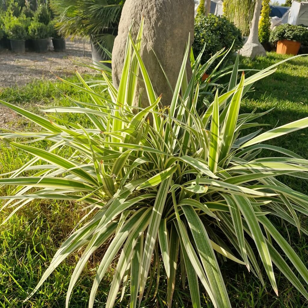 Landscape design Ada Peyzaj, Izmir, photo
