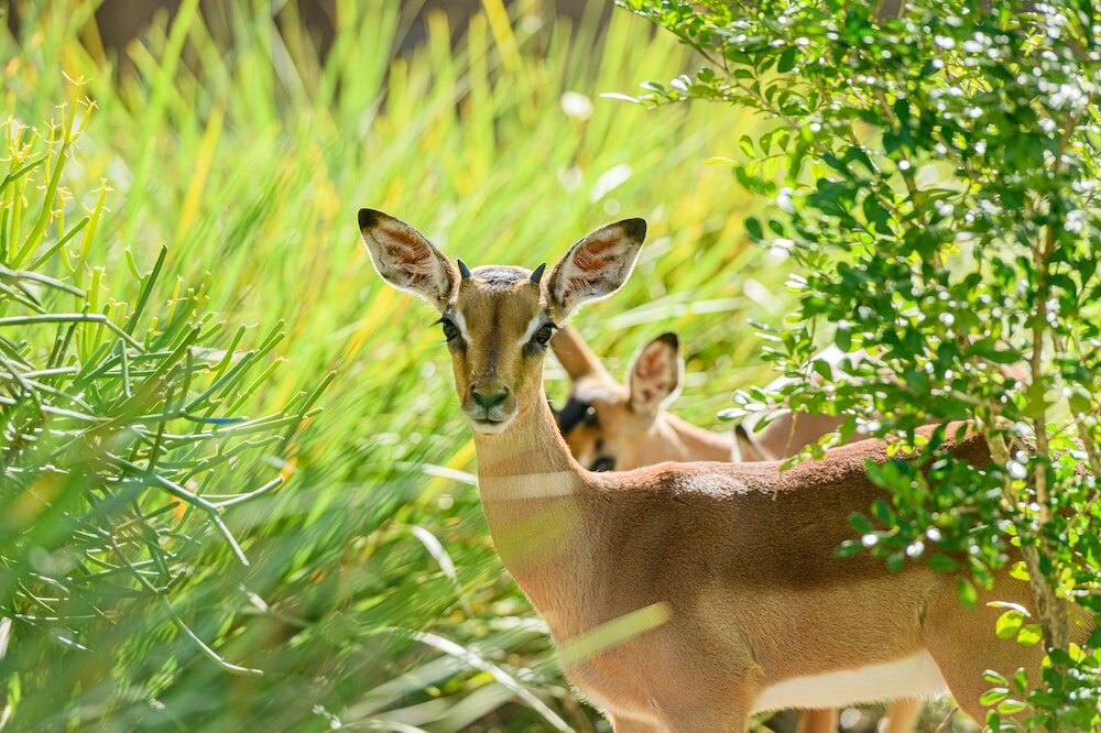 Фото San Lameer Villa Rentals 2816