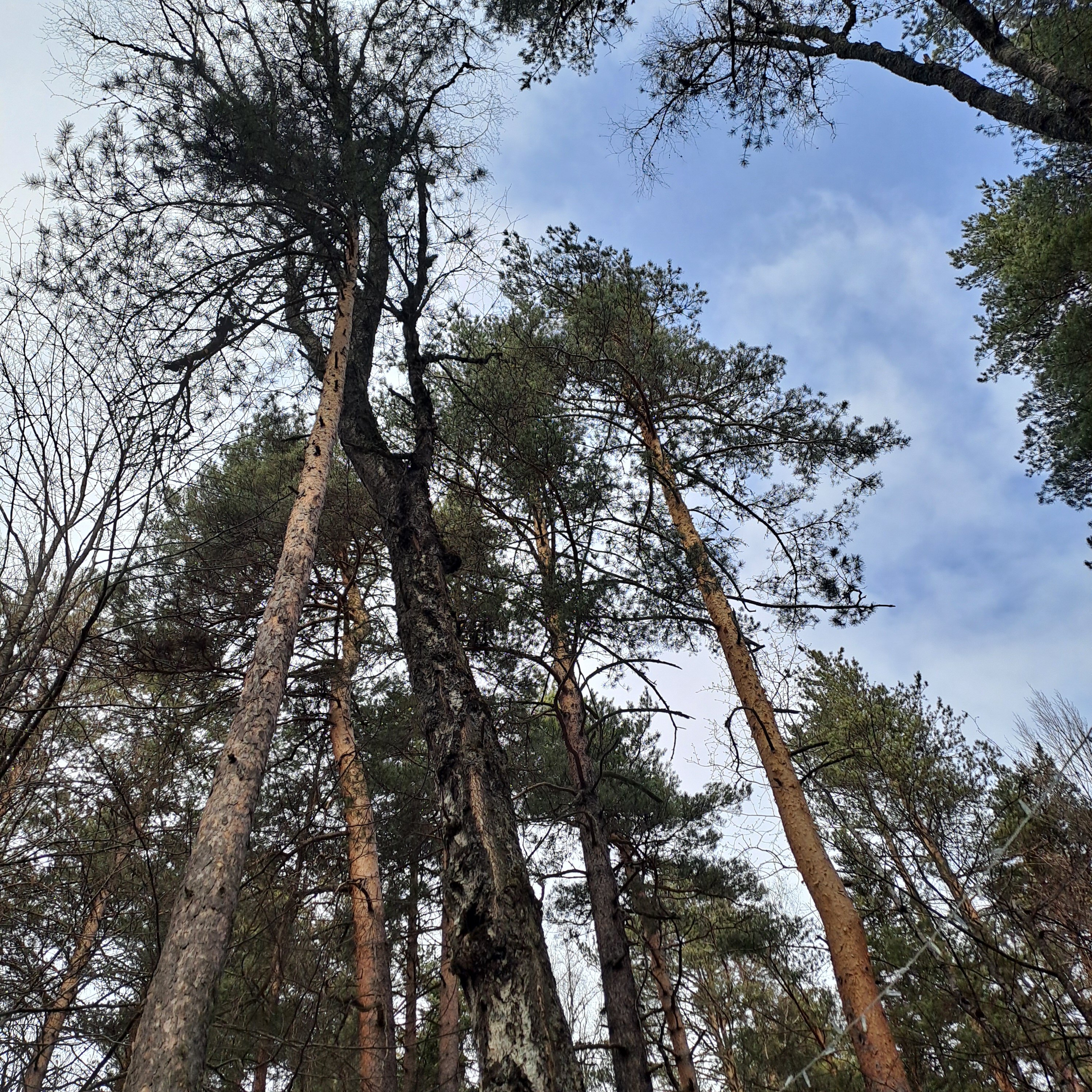 Фото Ness.village