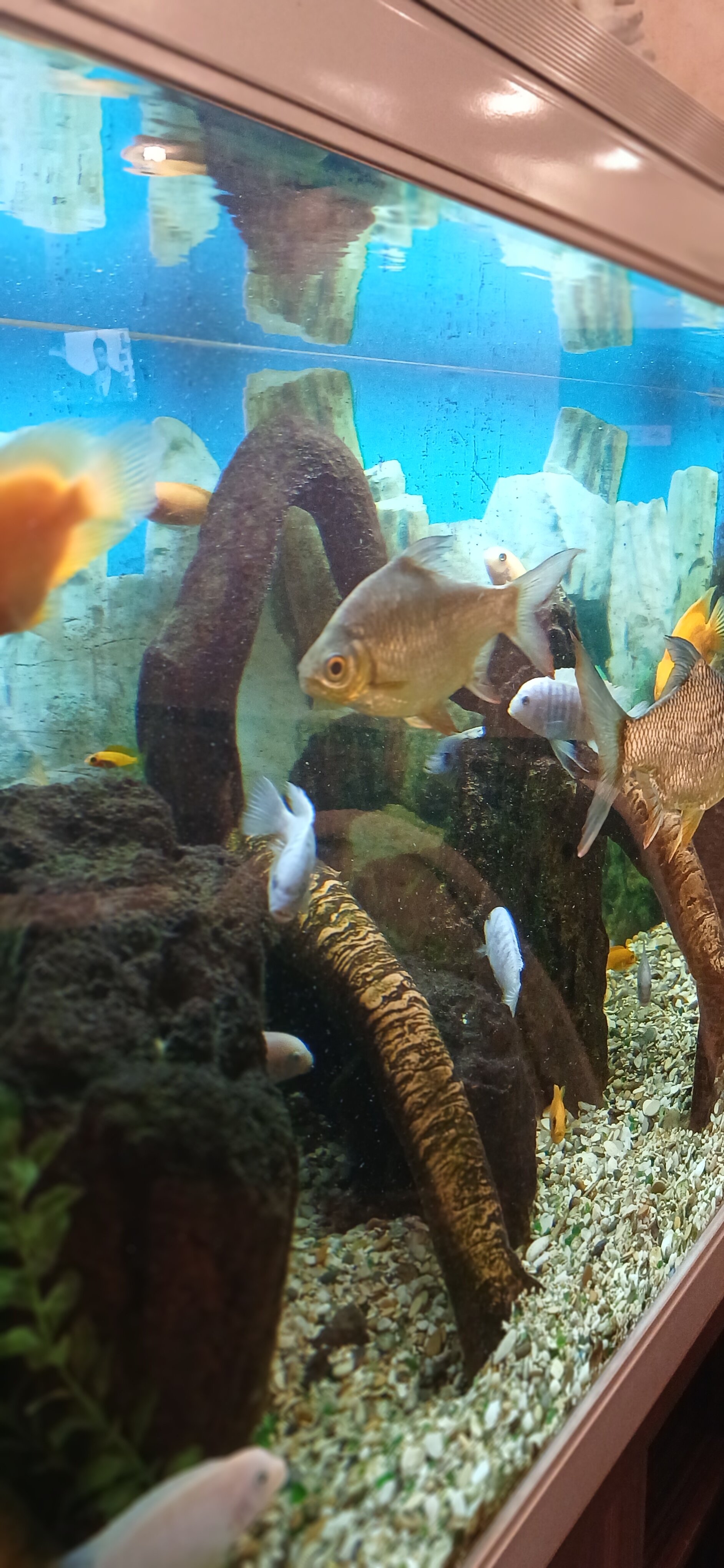 Фото Ривьера