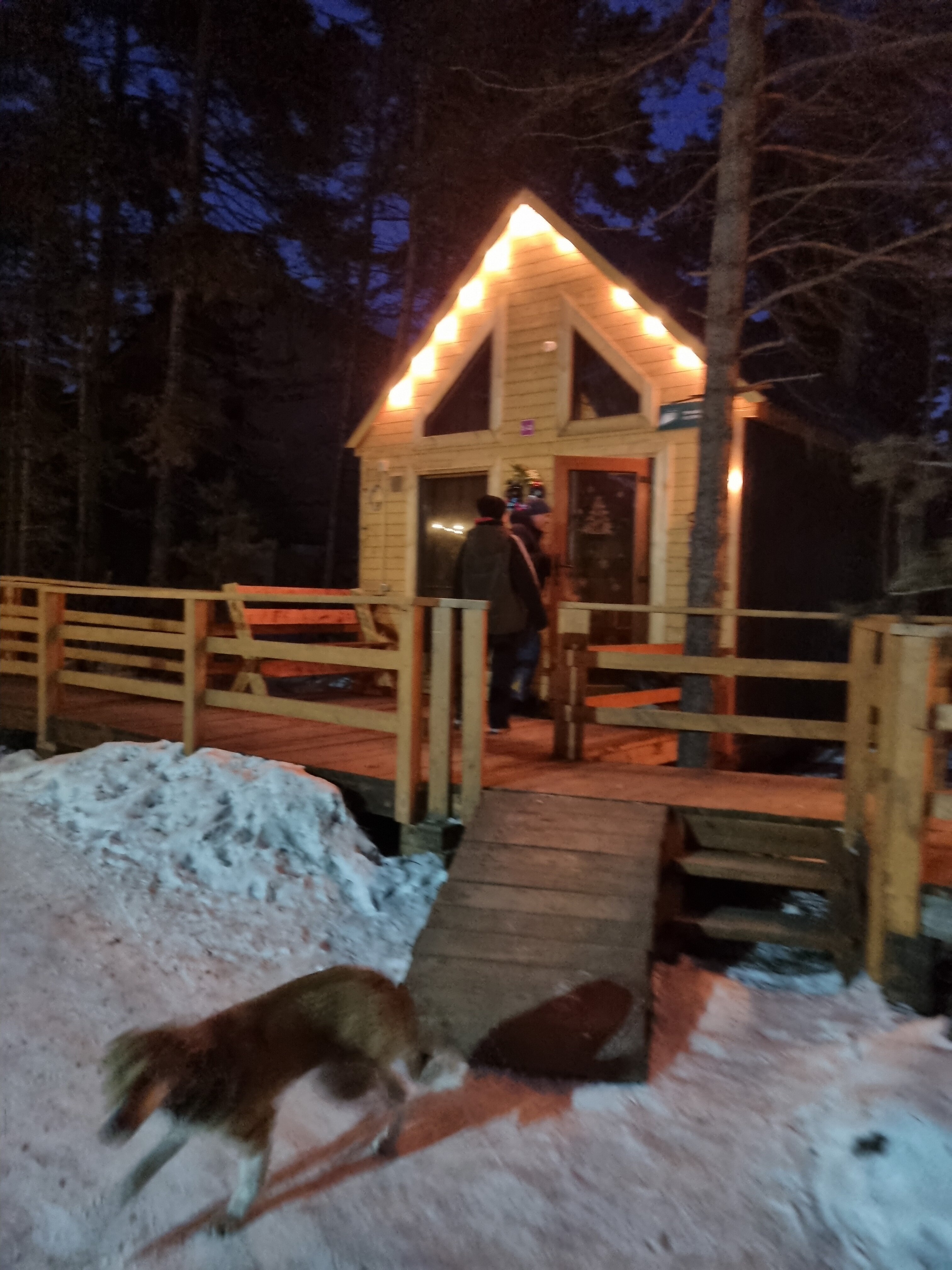 Фото Багульник