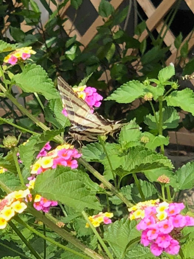 Фото Seleykos Palace Hotel