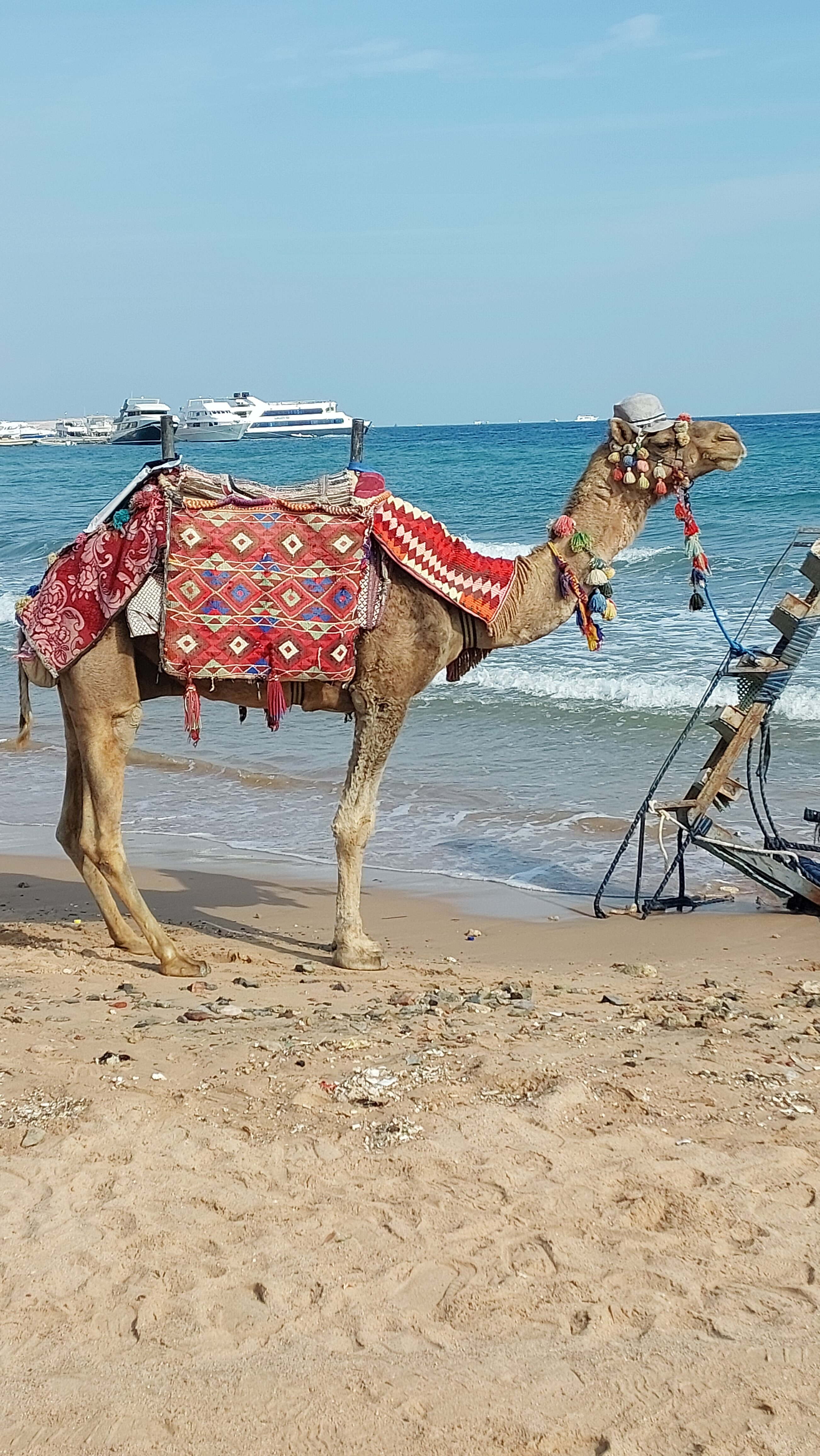 Фото Pickalbatros Aqua Blu Resort