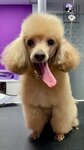 Lollipop (Kirpichnaya Street, 2А), pet salon