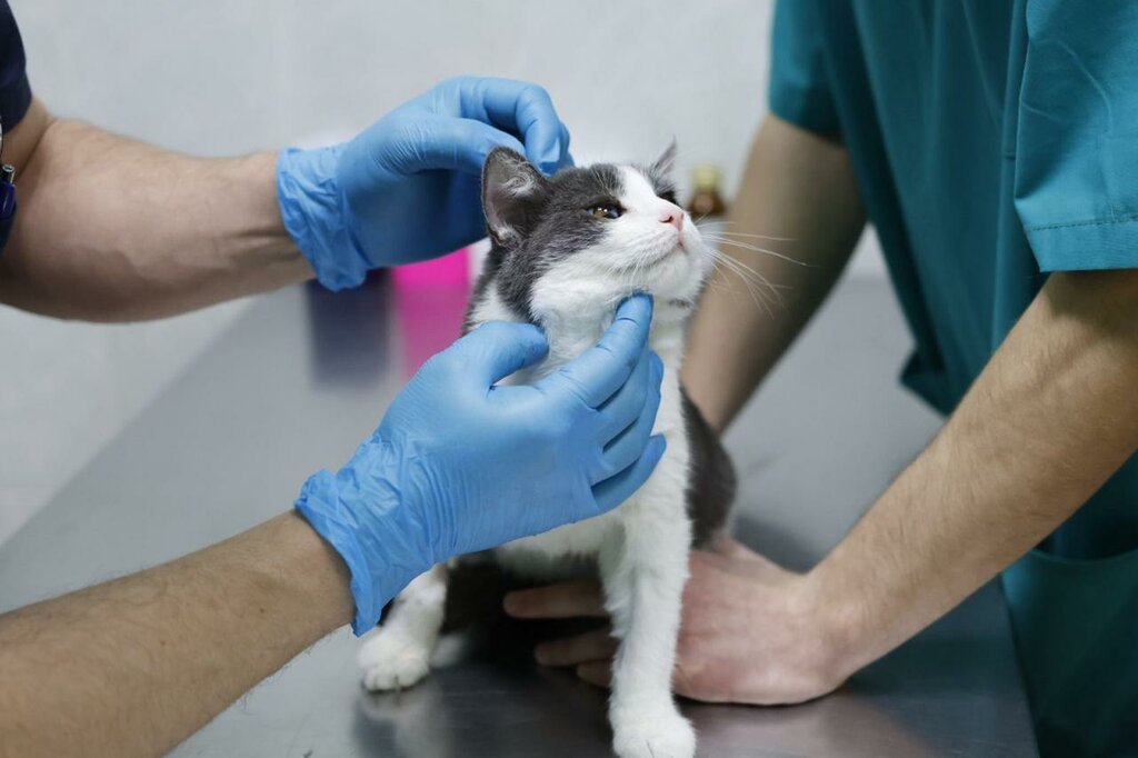 Veterinary clinic Ветеринарная клиника Доктора Матвеева, Moscow, photo