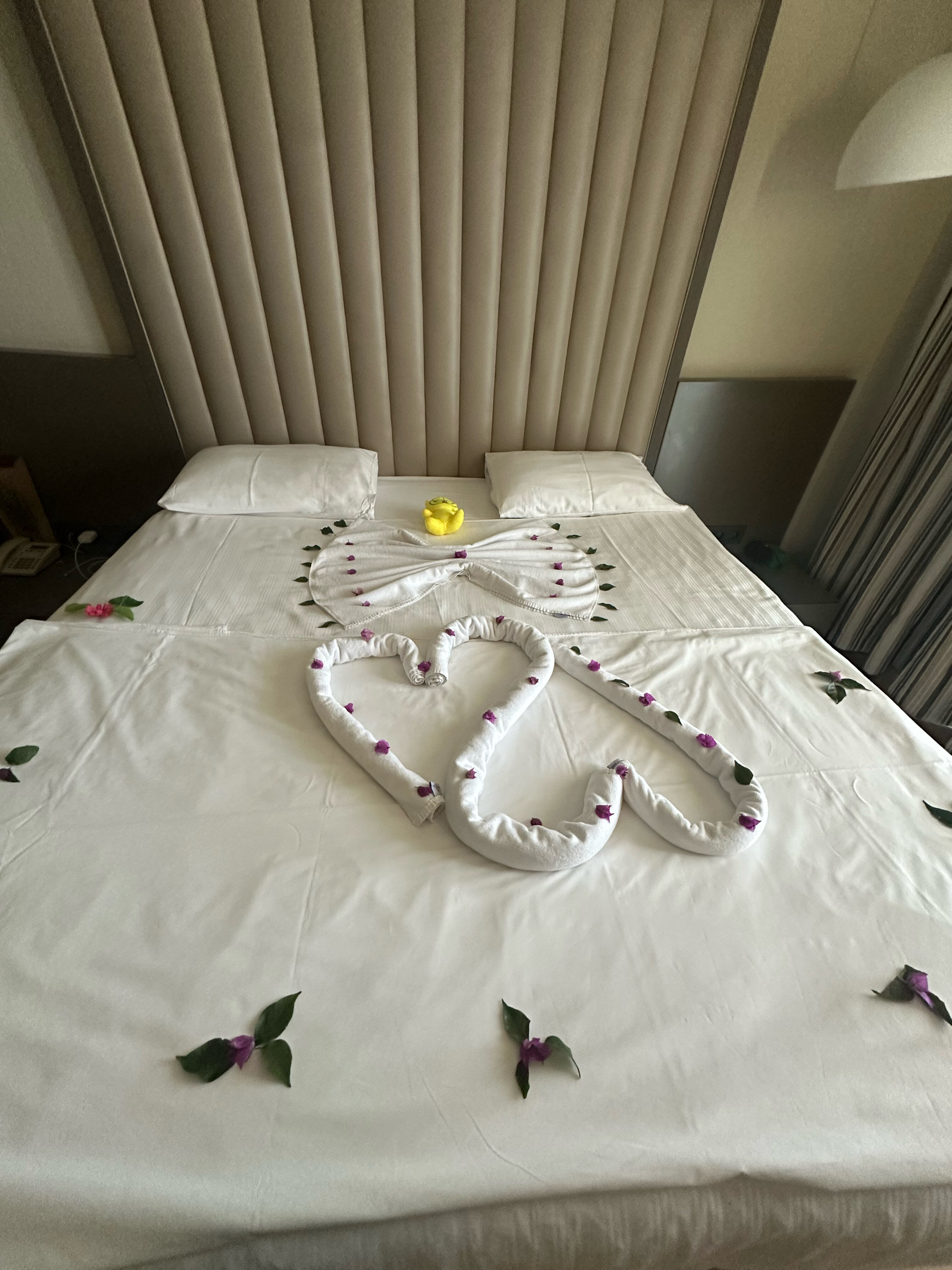 Фото Papillon Ayscha