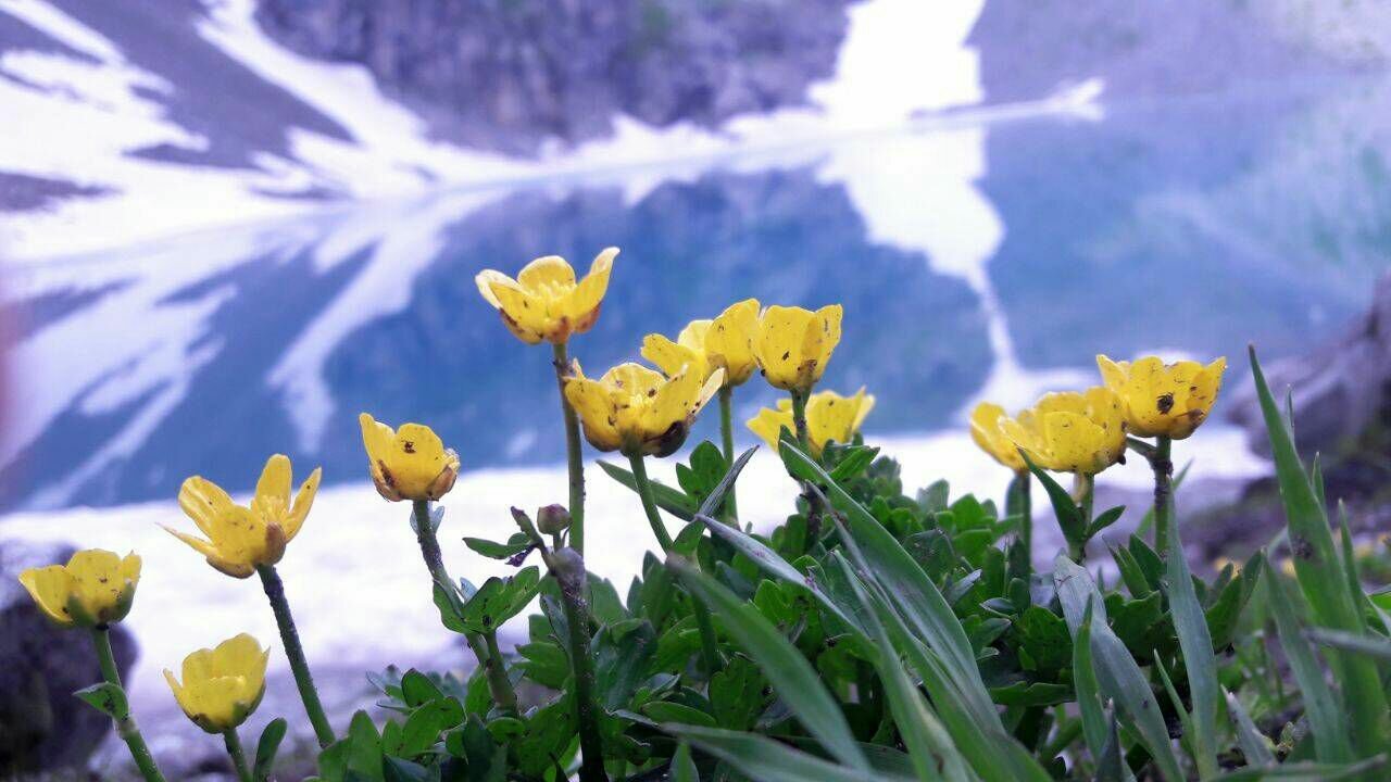 Фото Лесной кот