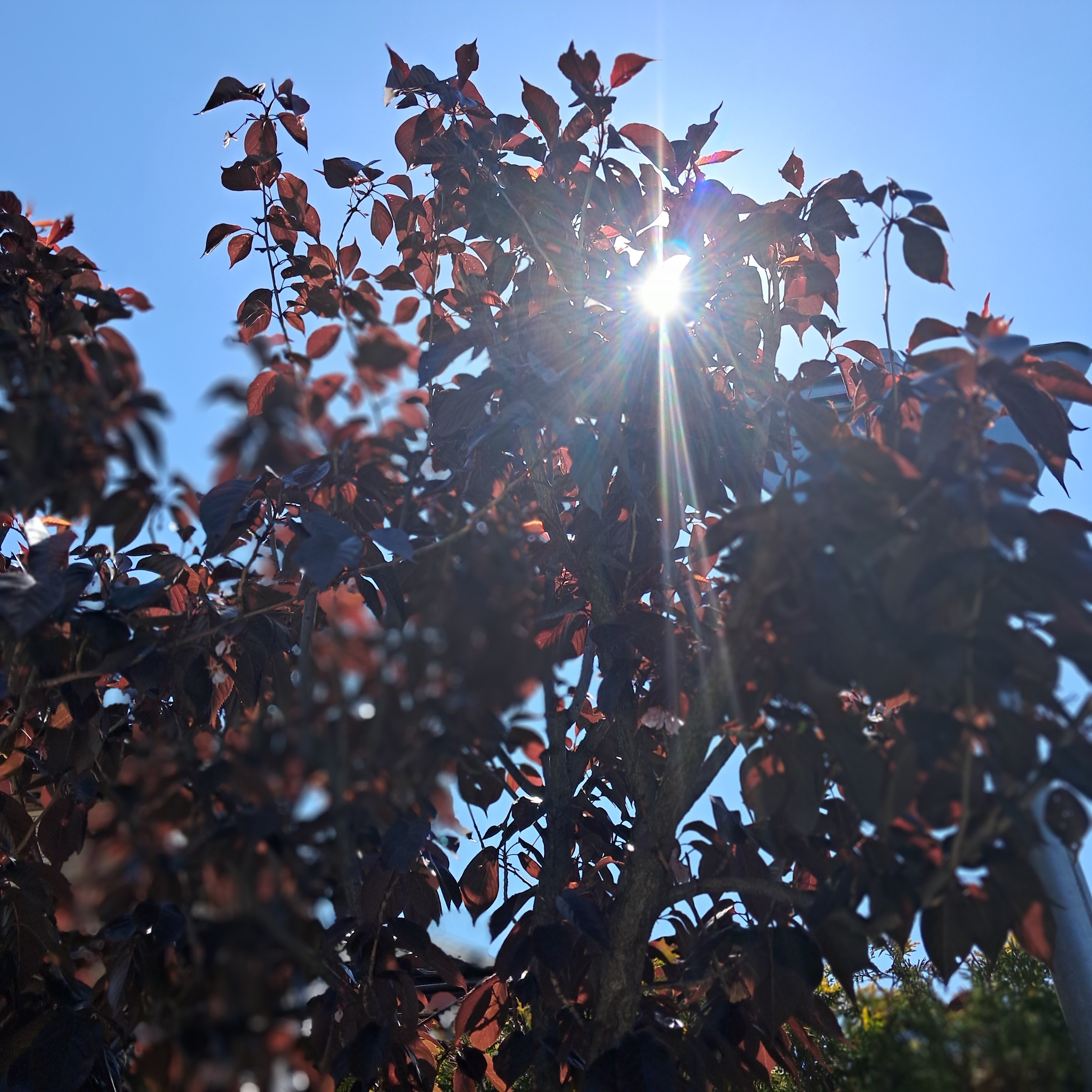 Фото Селена