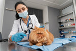 Центр ветеринарной помощи (Gorkogo Street, 79к4), veterinary clinic