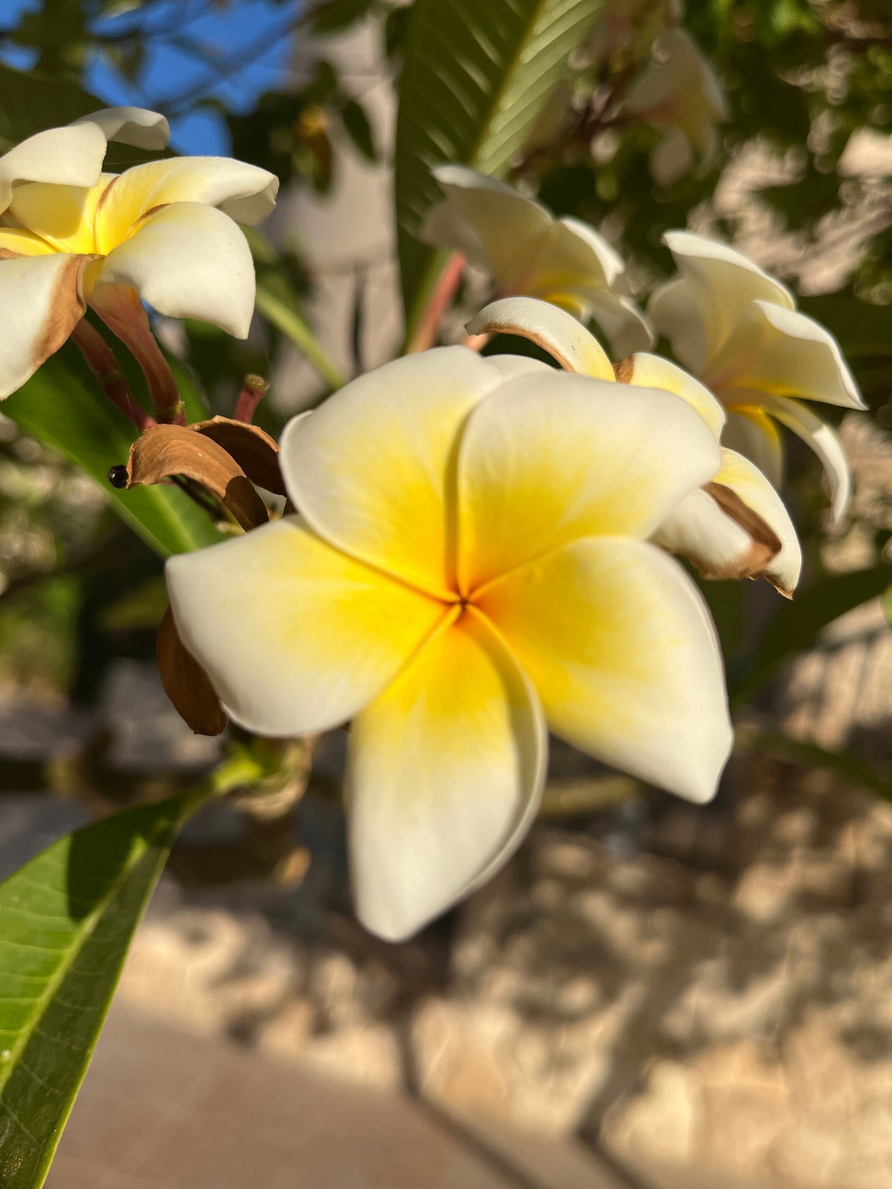 Фото Aurora Oriental Resort