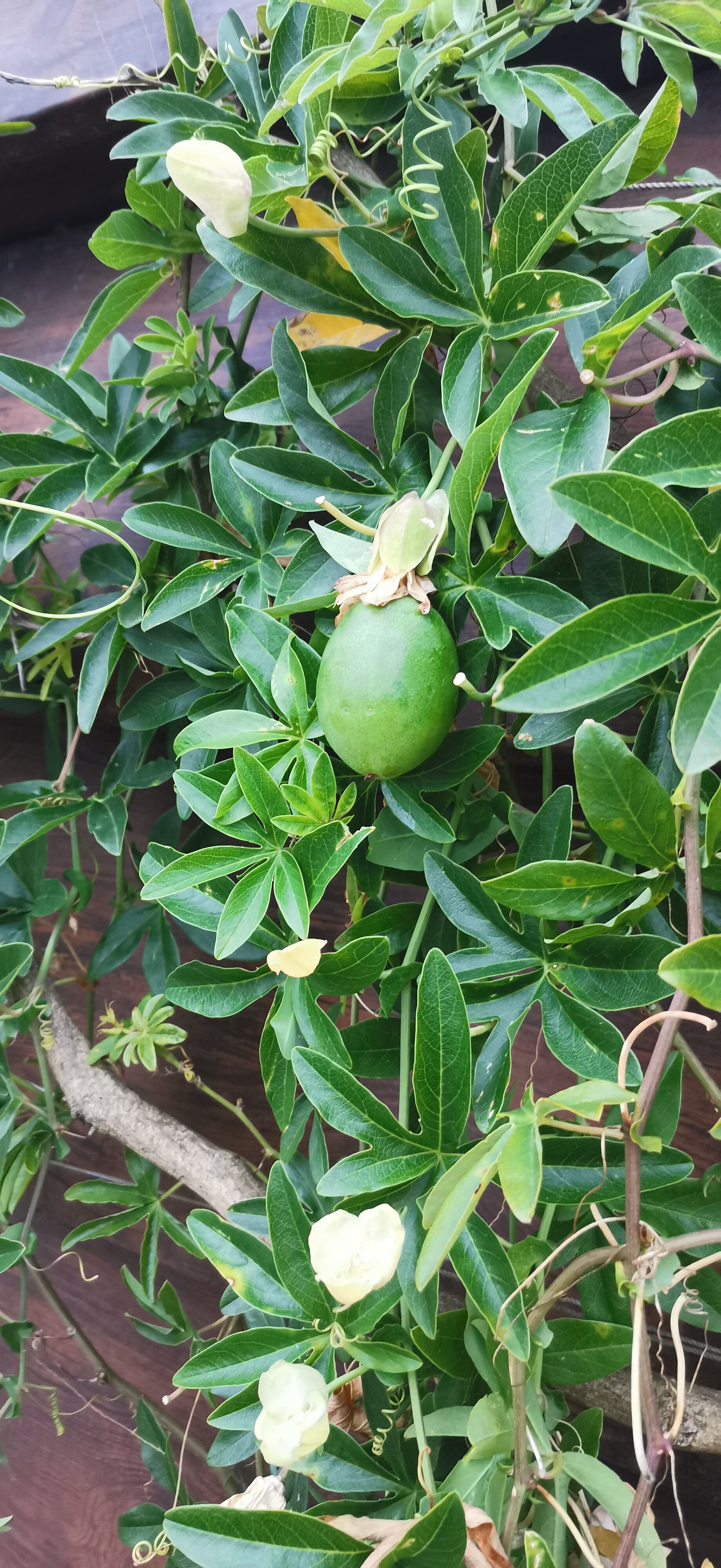 Фото Рядом с морем, частный сектор