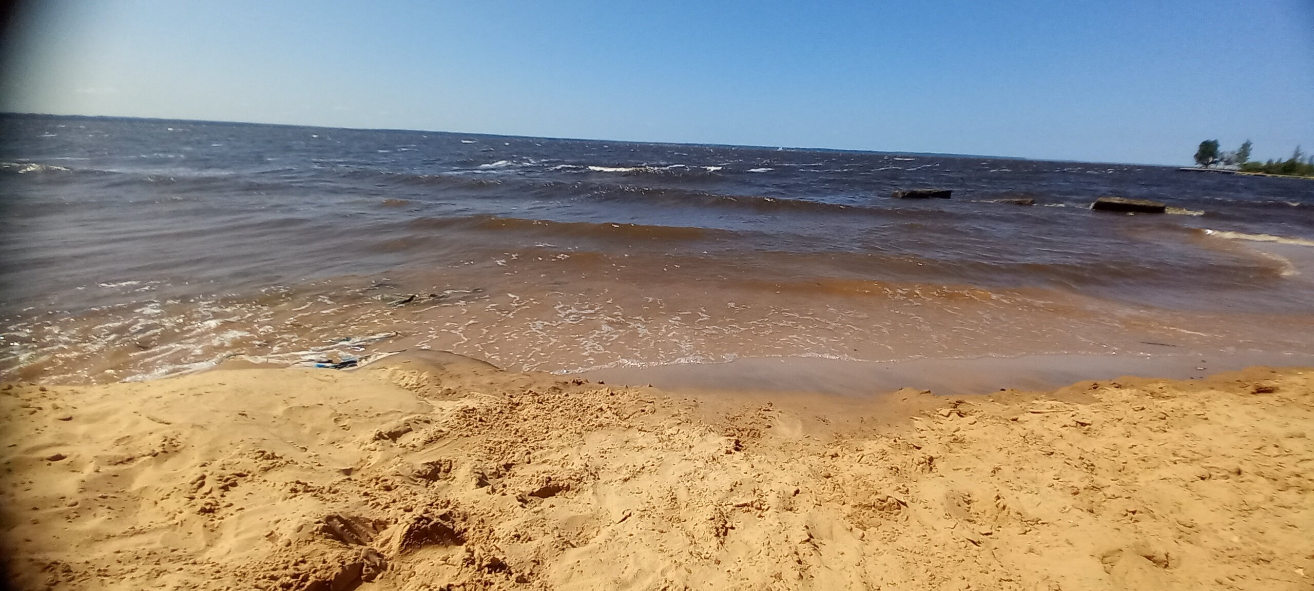 Фото Листья