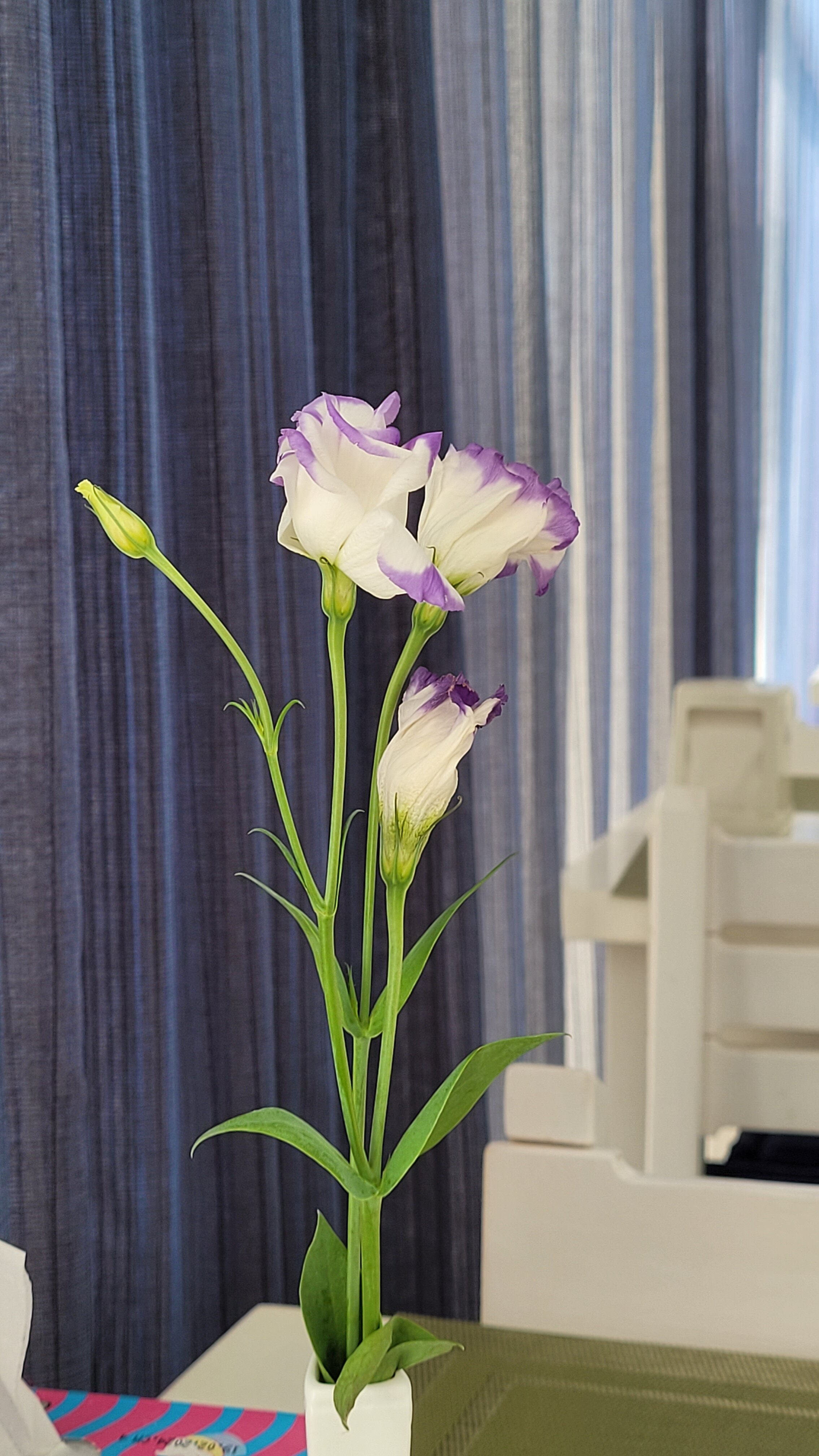 Фото Кассандра Палас