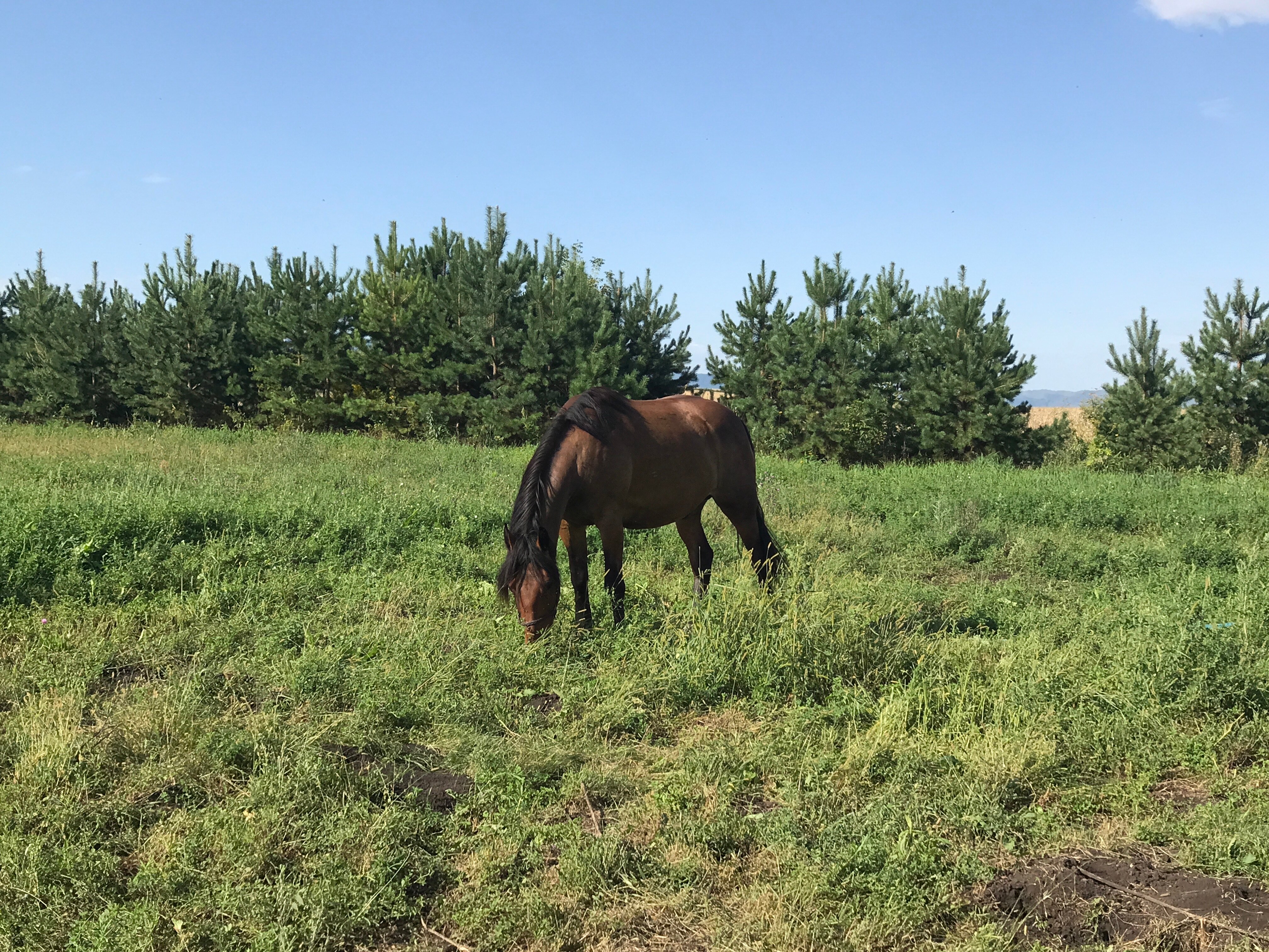 Фото Калина красная