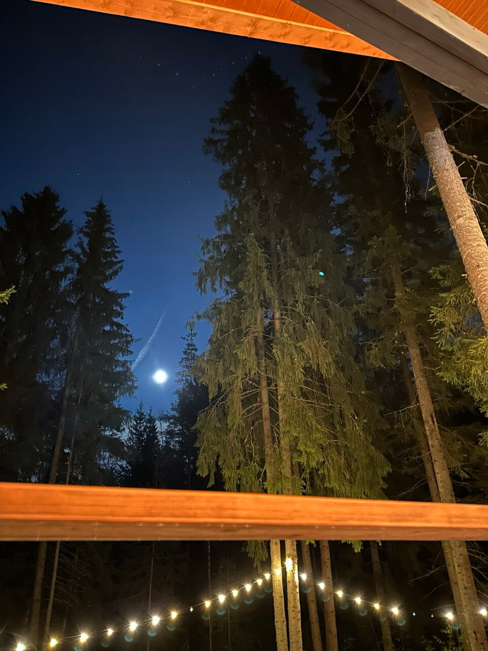 Фото Fox in forest