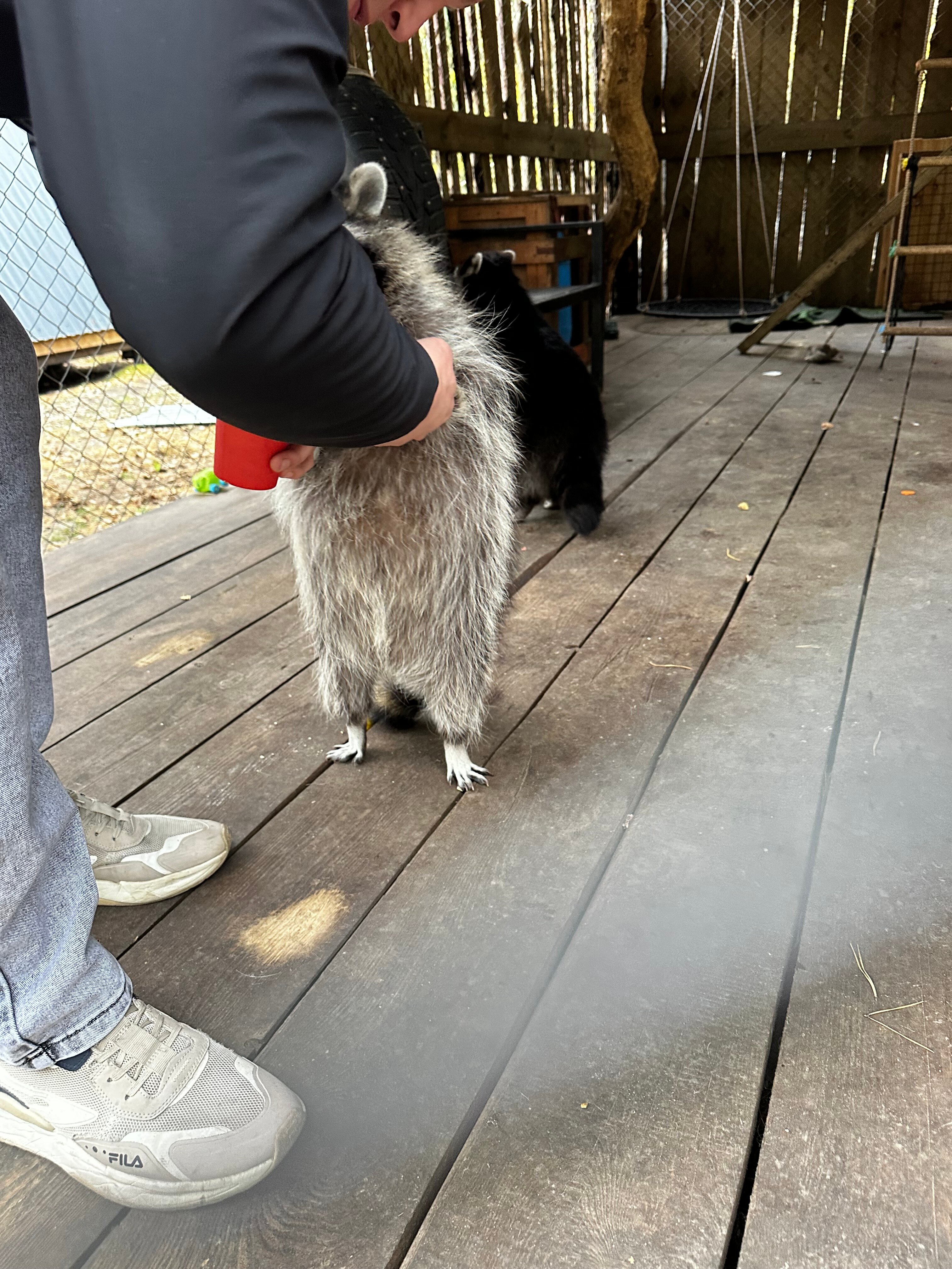 Фото Дикое подворье