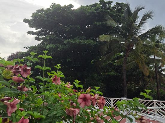 Фото Novotel Goa Dona Sylvia Resort Hotel