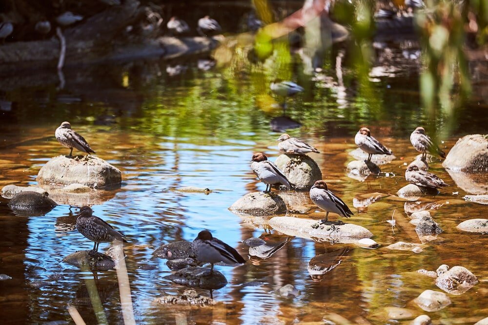 Фото Lorne Foreshore Caravan Park