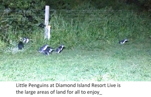 Внешний вид отеля Diamond Island Resort & Bicheno Penguin Show в Бичено, фото 5