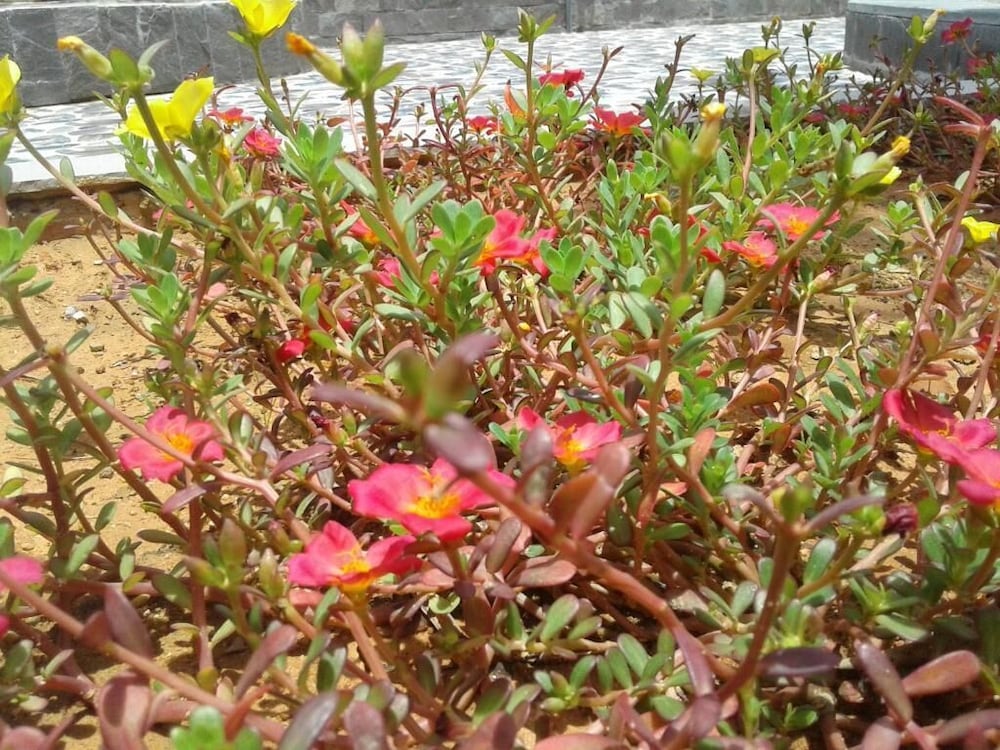 Фото Nhat Huy Bungalow