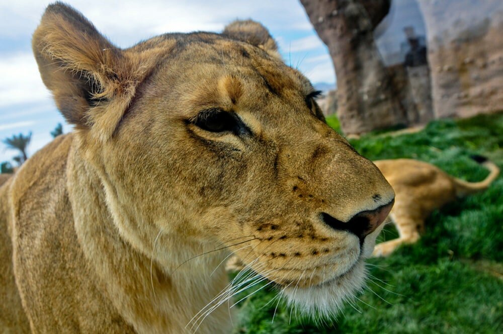 Фото Holiday Inn El Paso Airport