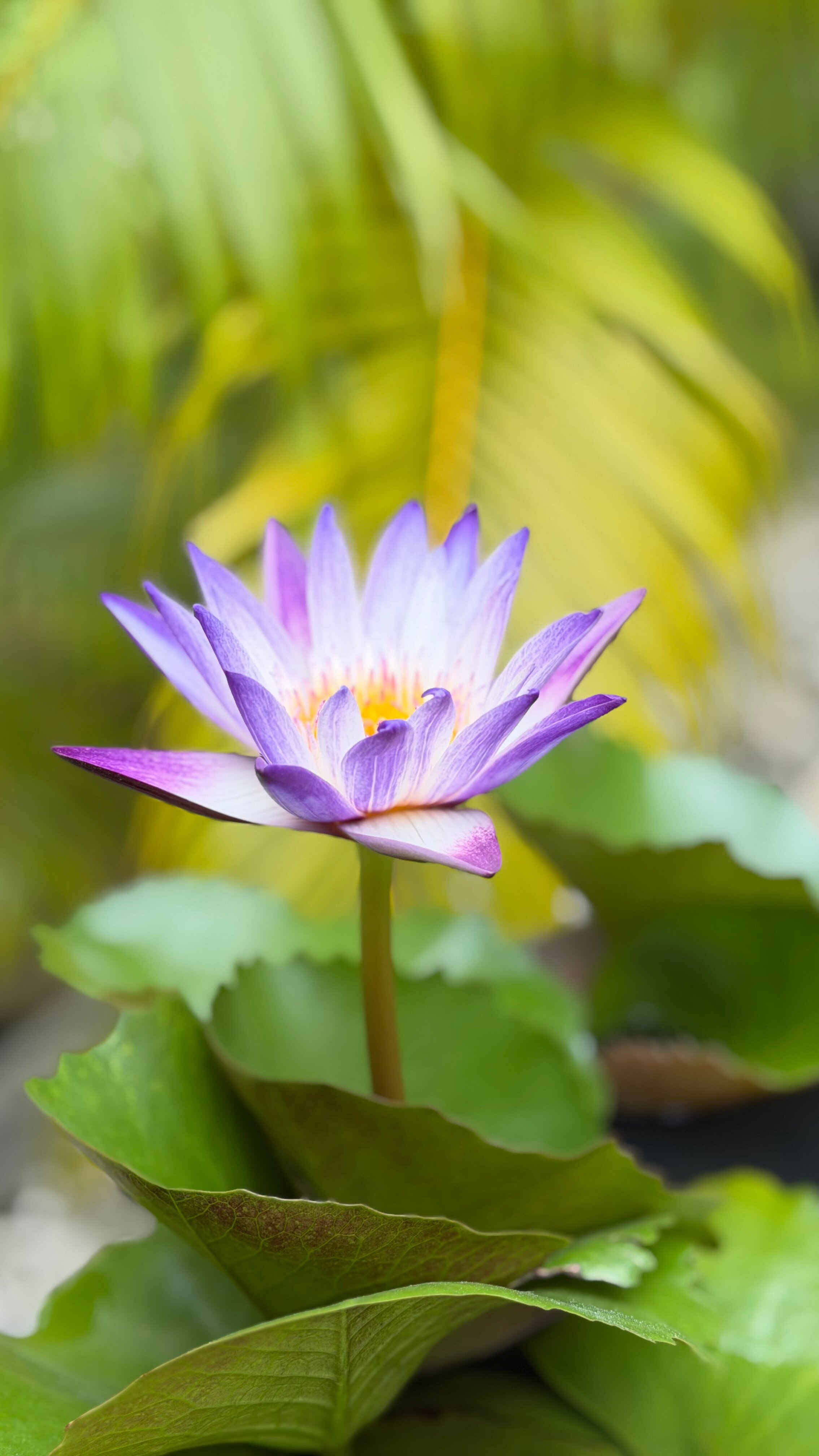 Фото Sunsea Resort Mui Ne