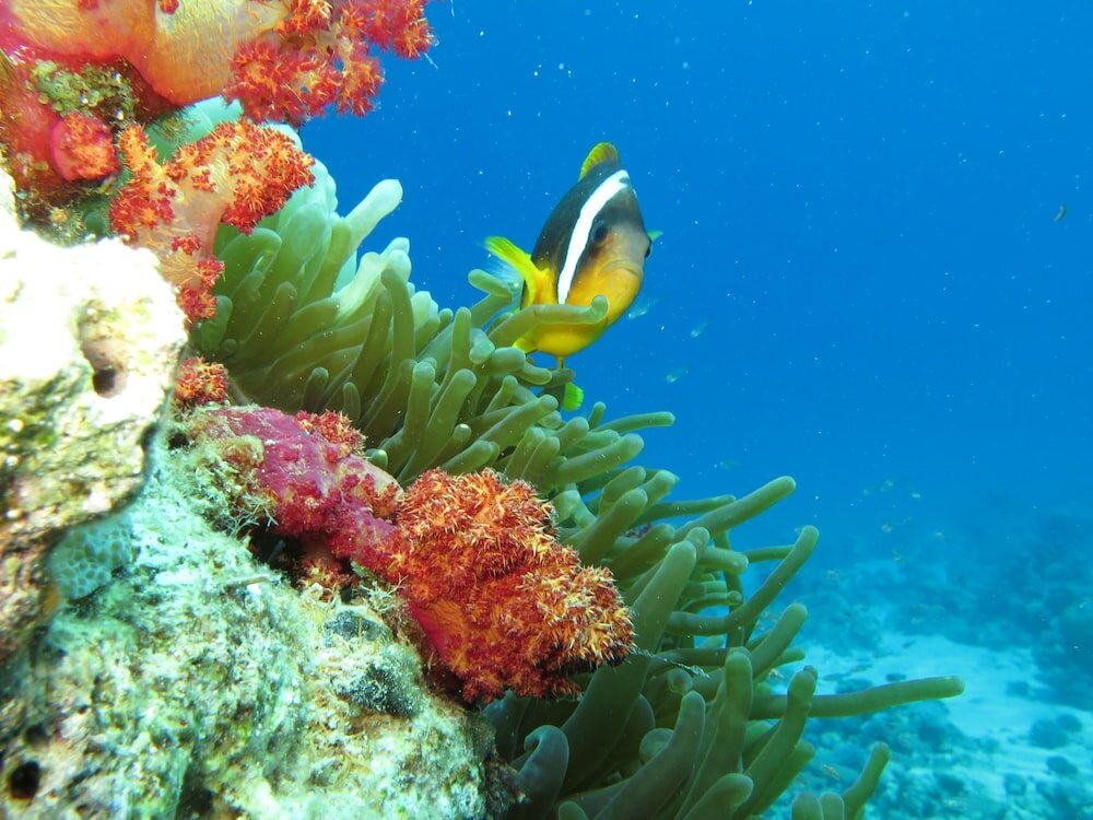 Фото Red Sea Dive Center - Hotel & Dive Center