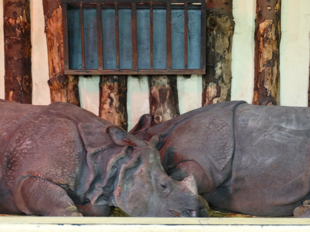 Zoo Edinburgh Zoo, Edinburgh, photo