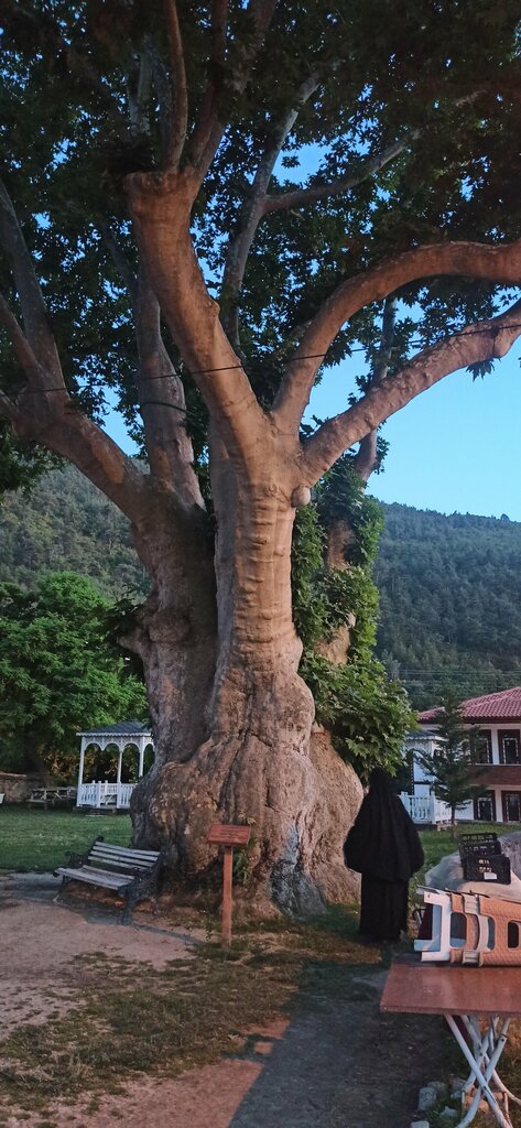 Landmark, attraction Seven Centuries Old Plane Tree, Taraklı, photo