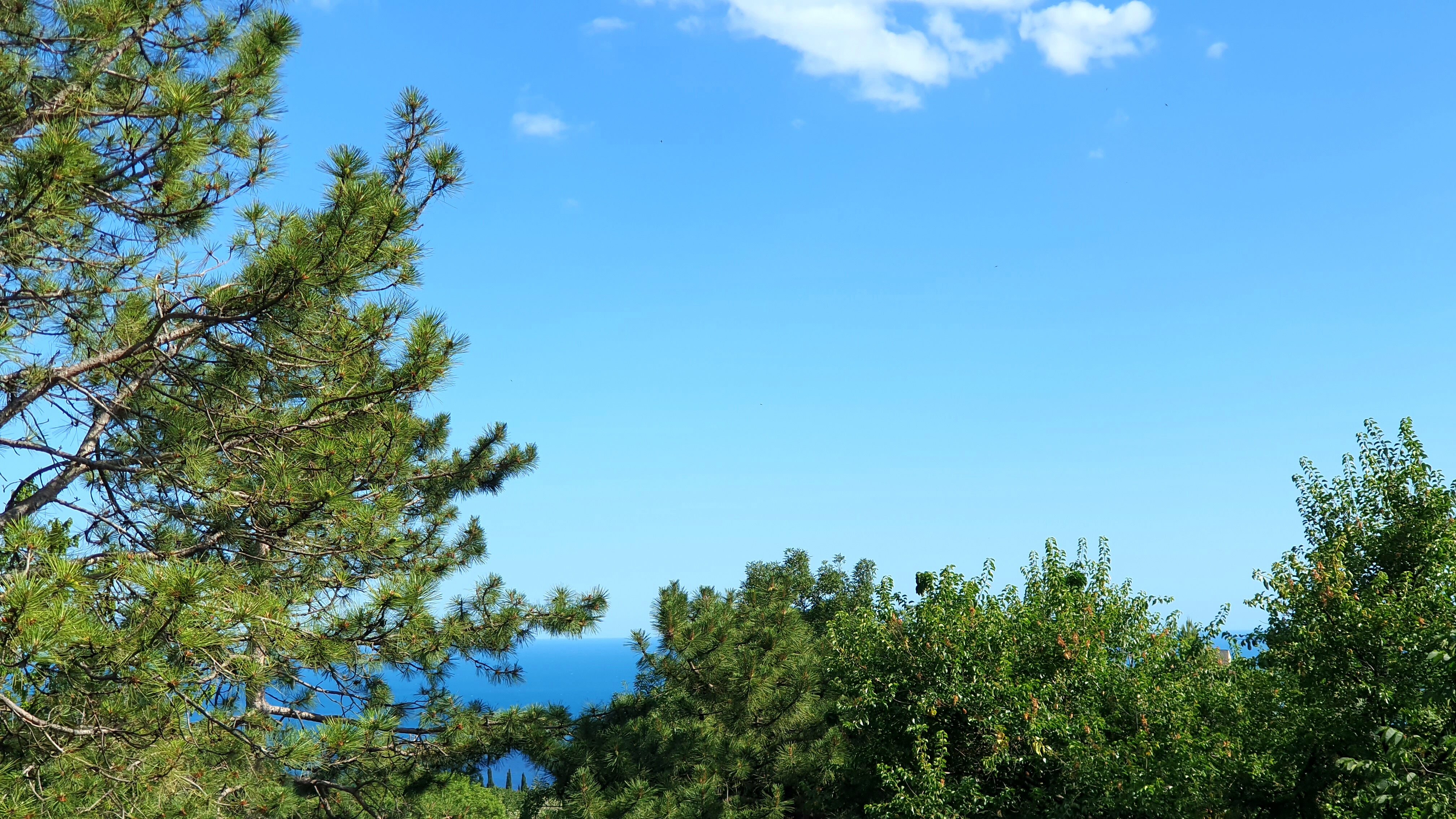 Фото Лесная Сказка