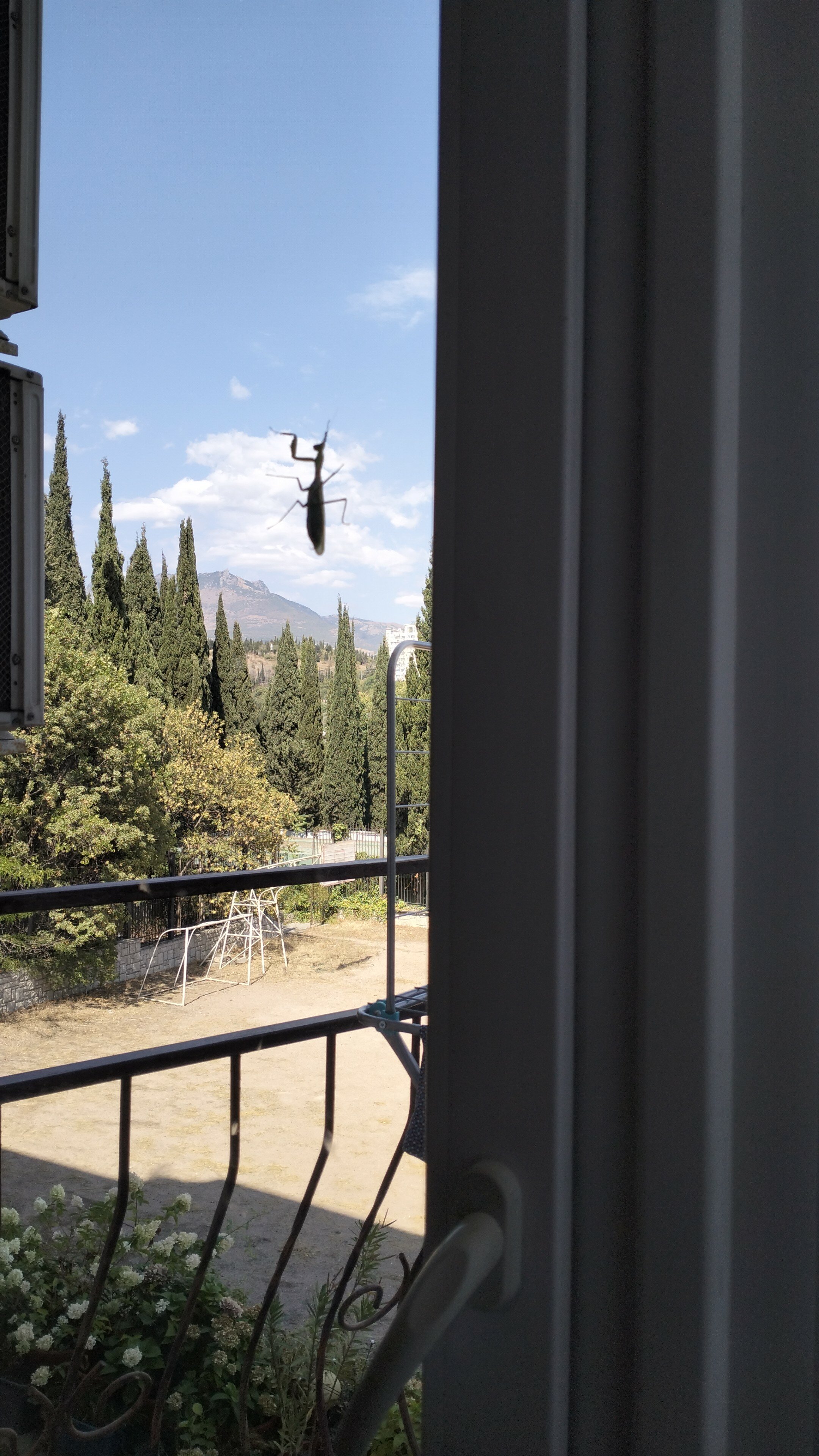 Фото Папайя