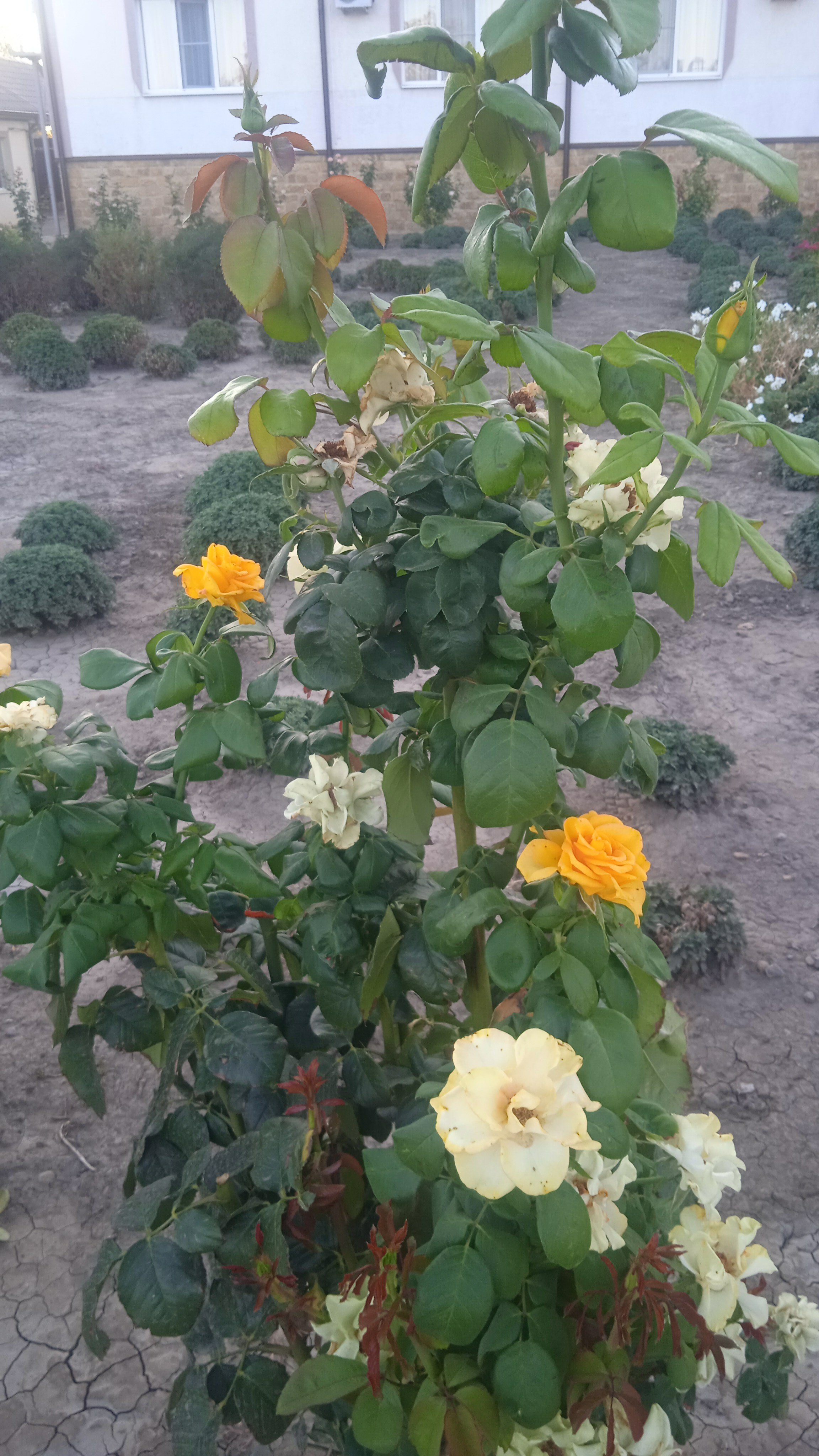 Фото Парк Отель