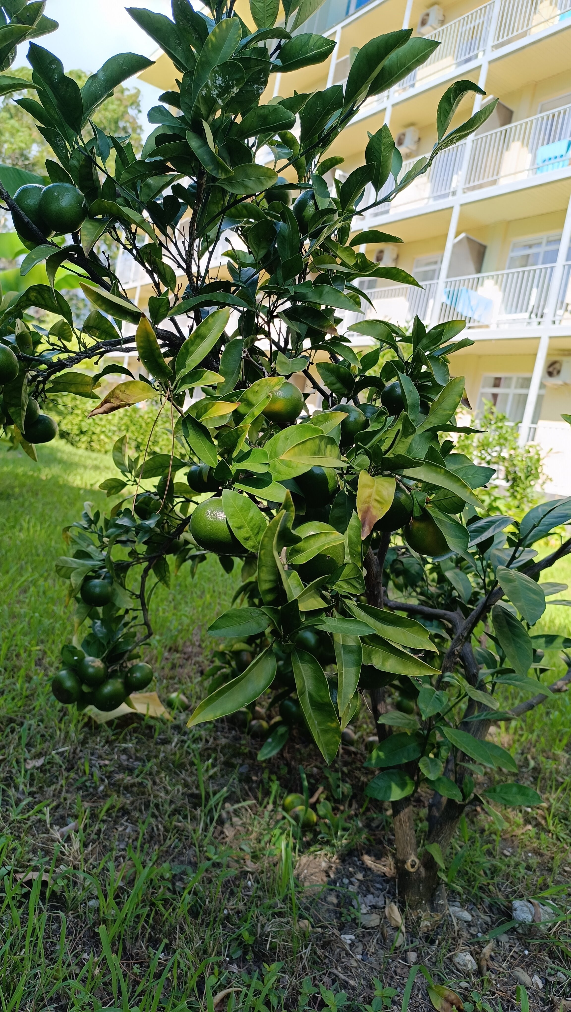 Фото WellNess Park Hotel Gagra