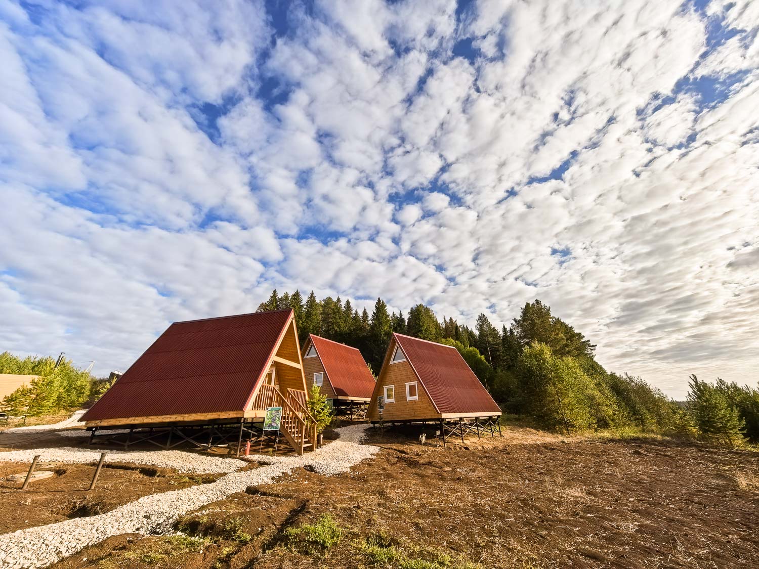 Фото Елки Иголки