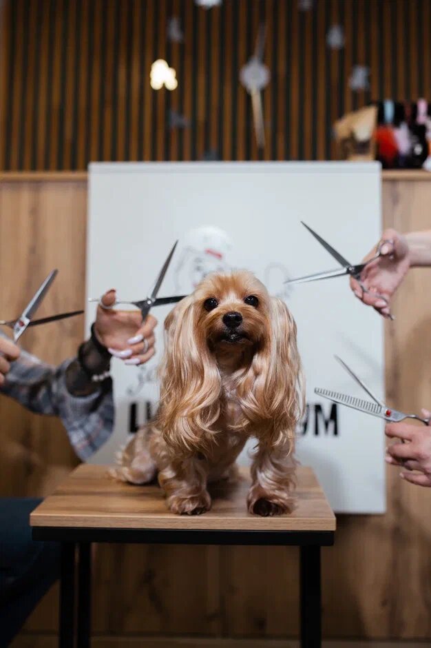 Pet salon Цацагрум, Perm, photo