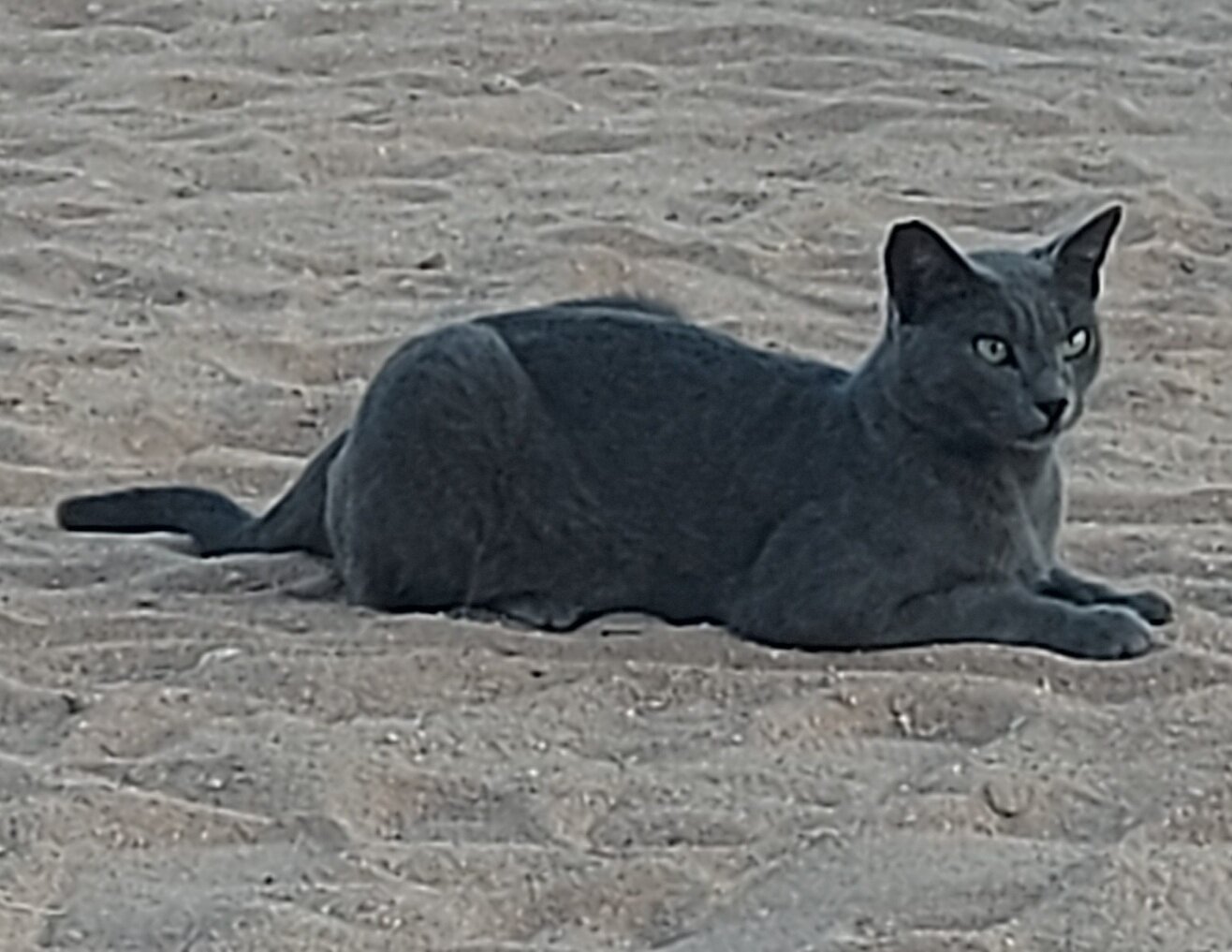 Фото Domina Coral Bay Resort, Diving, SPA & Casino