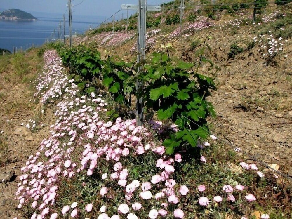 Фото Porto Carras Meliton