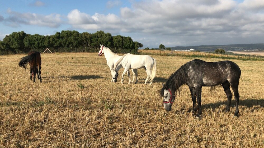 Фото Cortijo el Indiviso
