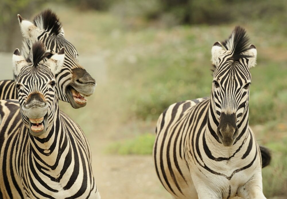 Фото Sanbona Wildlife Reserve