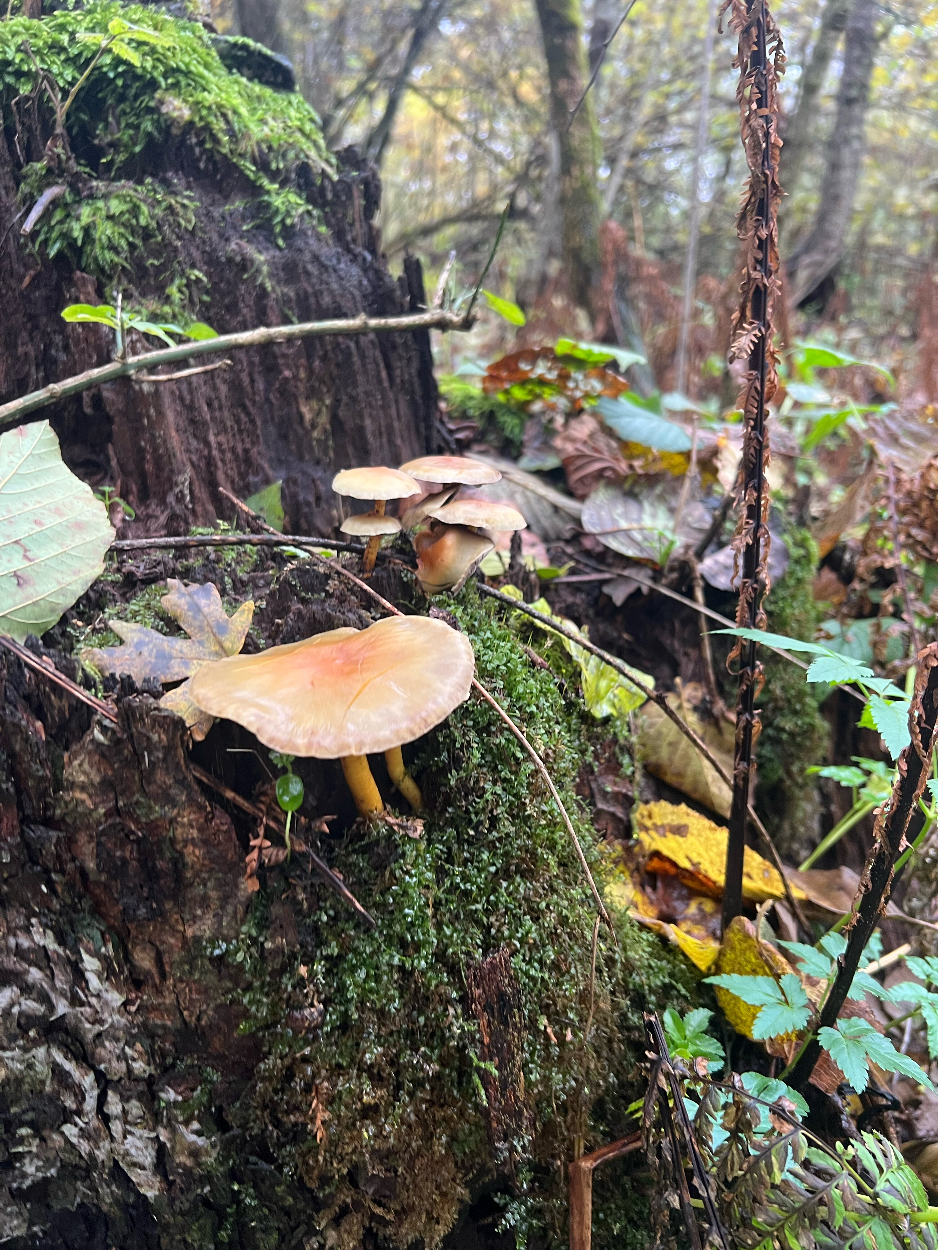 Фото Компас