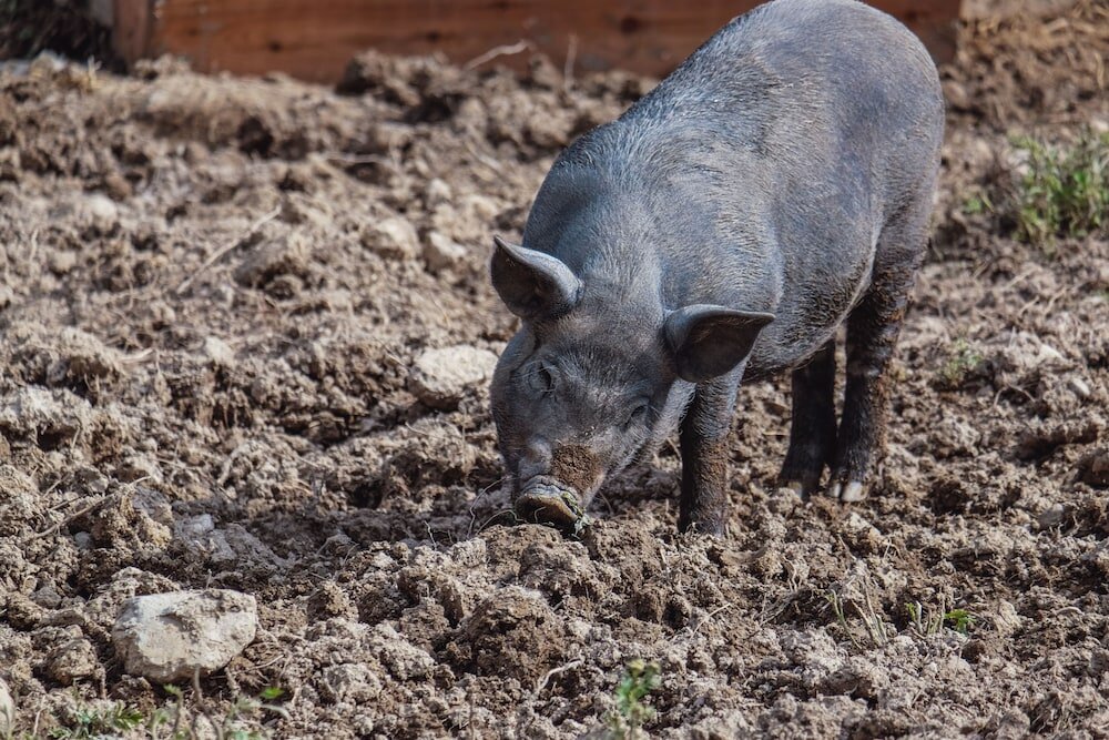 Фото Tatragolf Mountain Resort