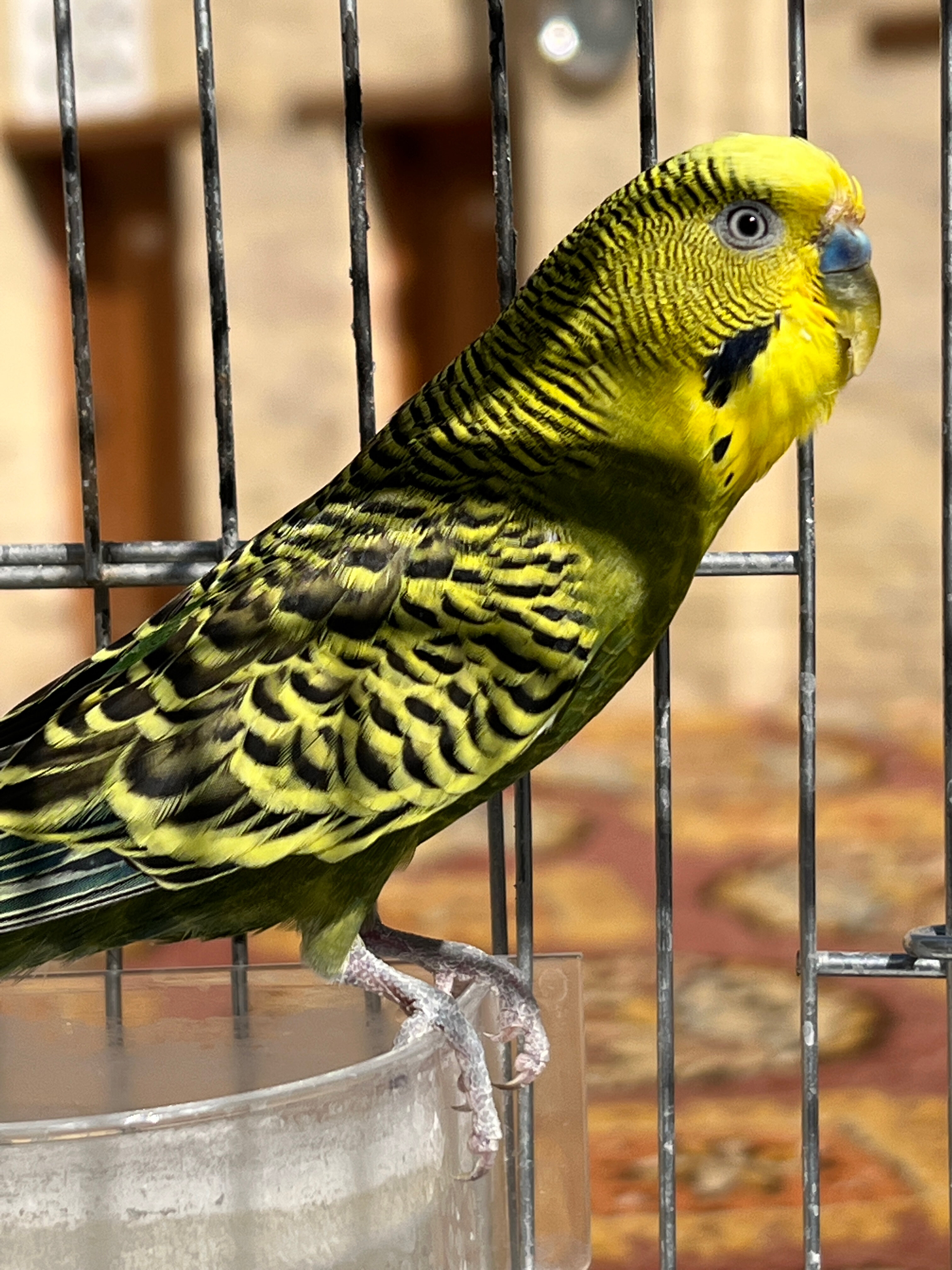 Фото Hotel New Star Boutique