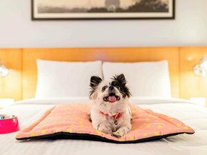 Гостиница Ibis Pune Viman Nagar Hotel